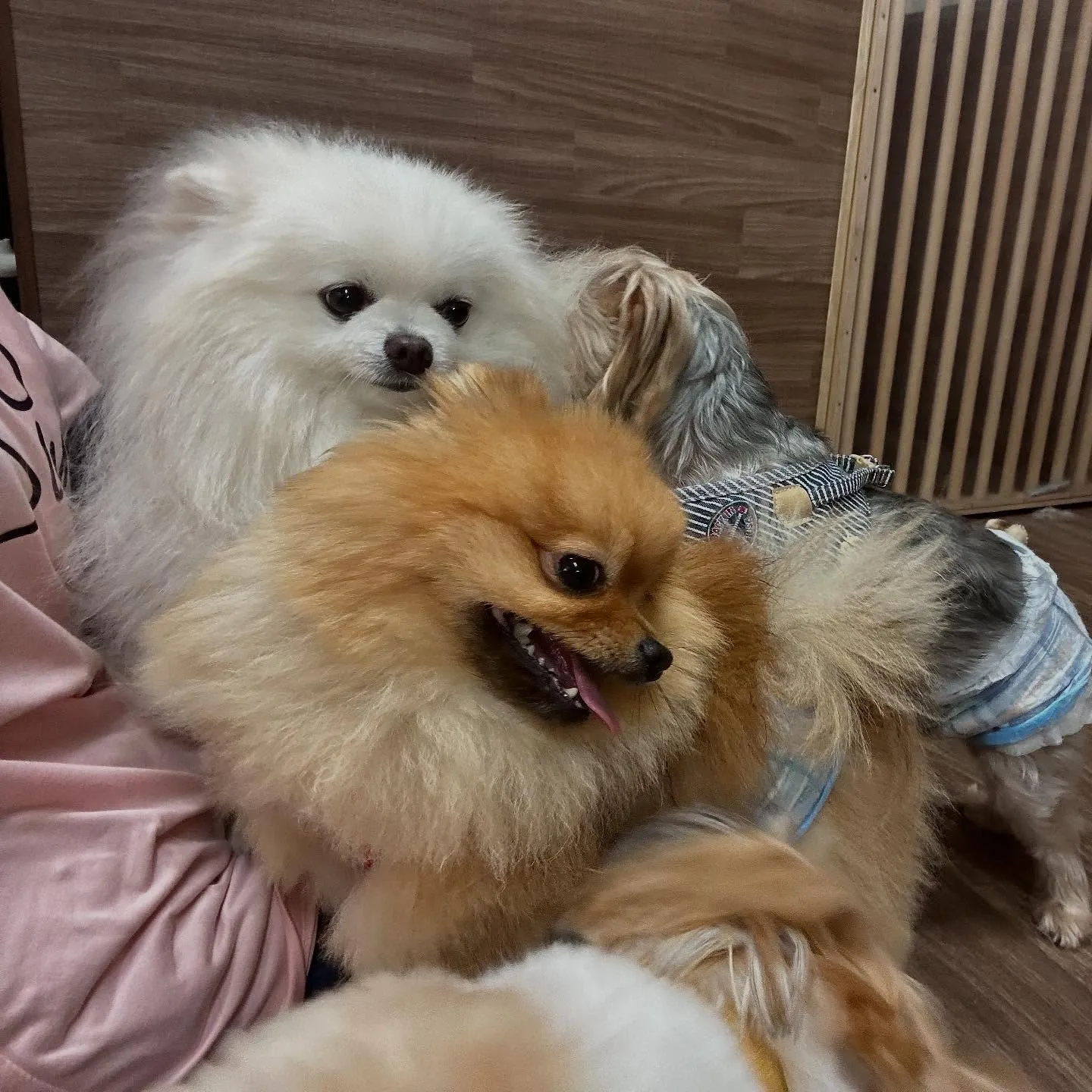 【抽選お出かけイベント応募対象商品】