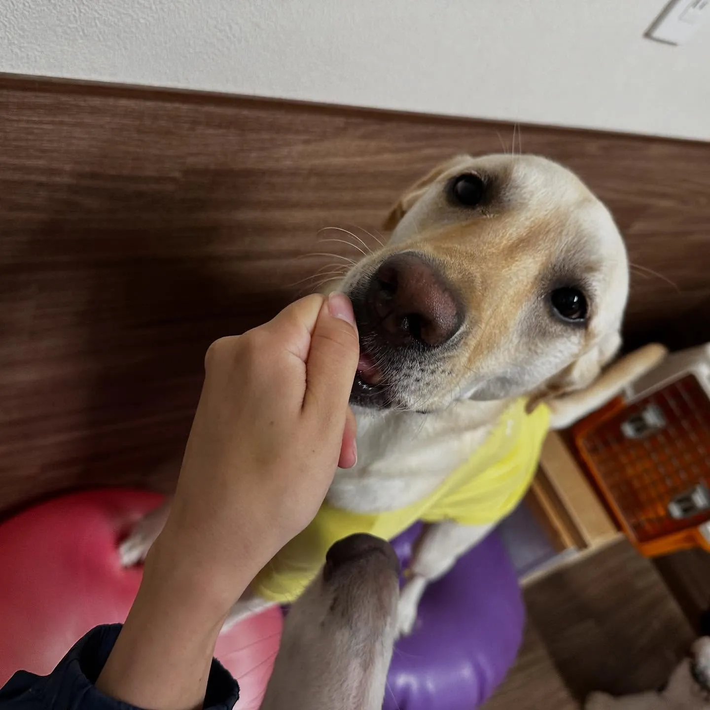 【抽選お出かけイベント応募対象商品】