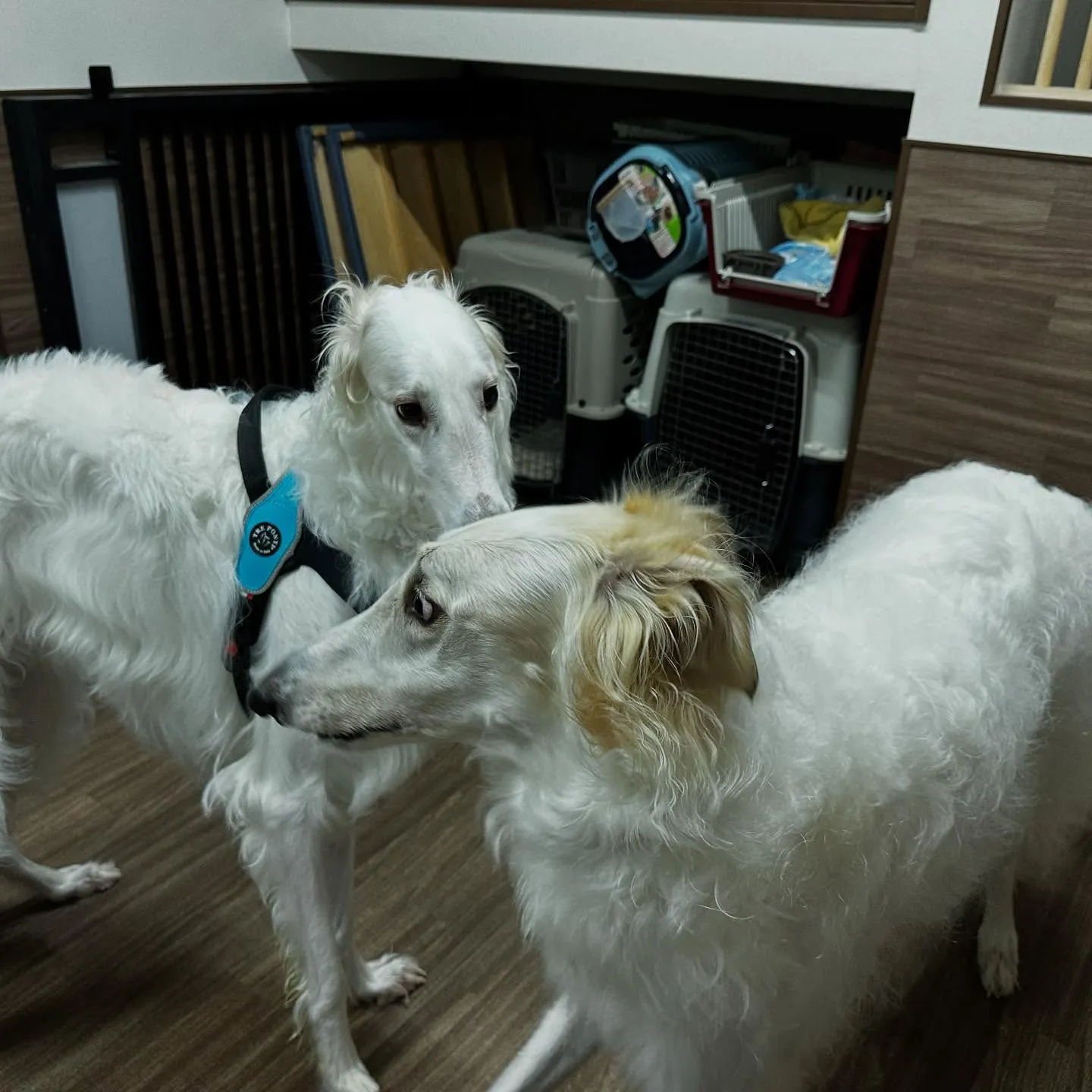 【抽選お出かけイベント応募対象商品】