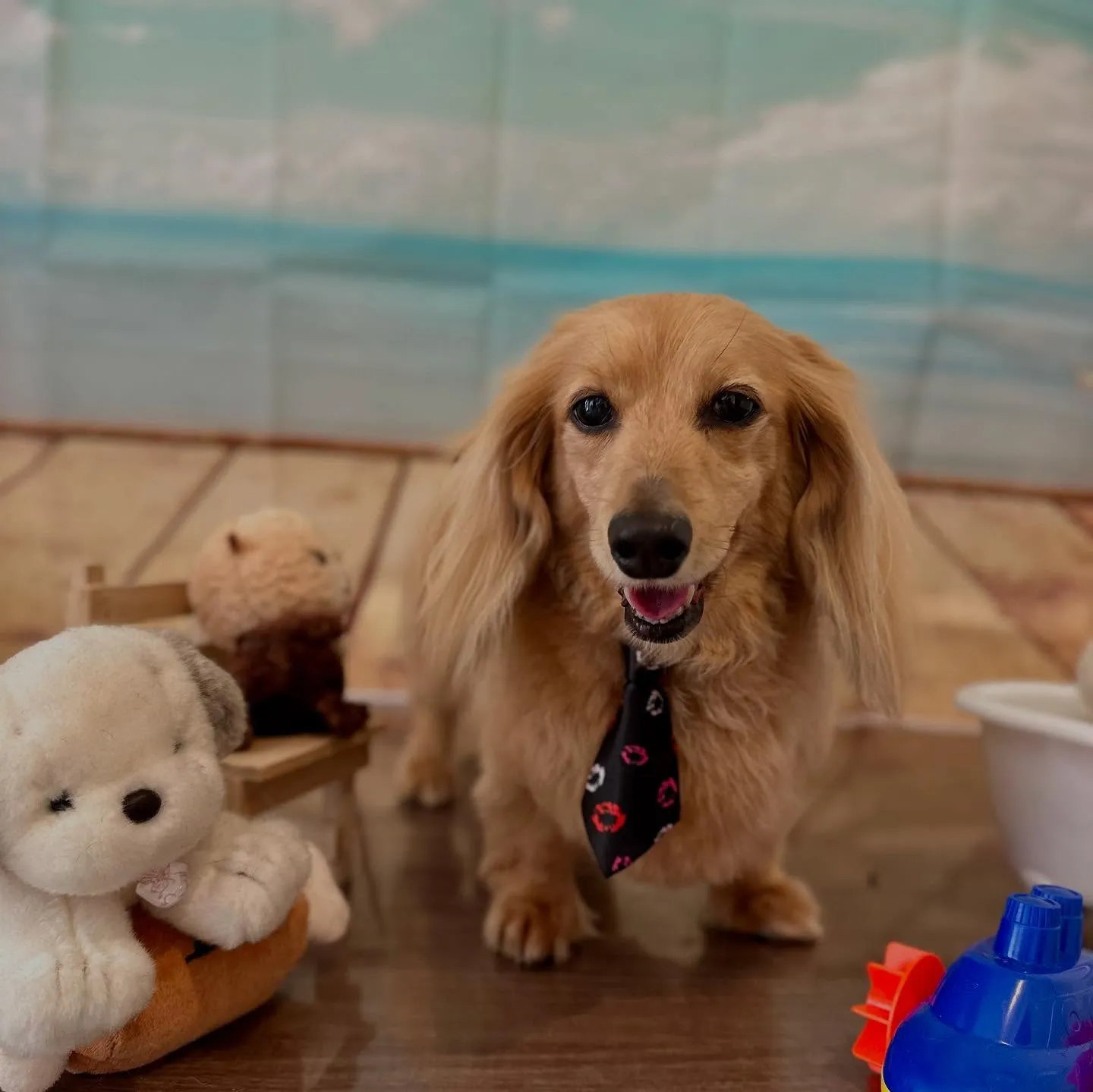 トリミングのセットメニューをご利用頂いたわんこさんたちです🎶