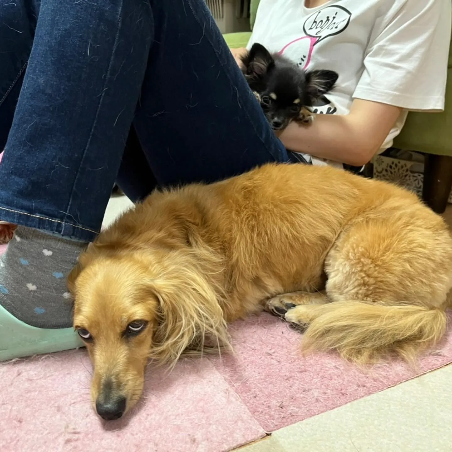 トリミングのセットメニューをご利用頂いたわんこさんたちです🎶