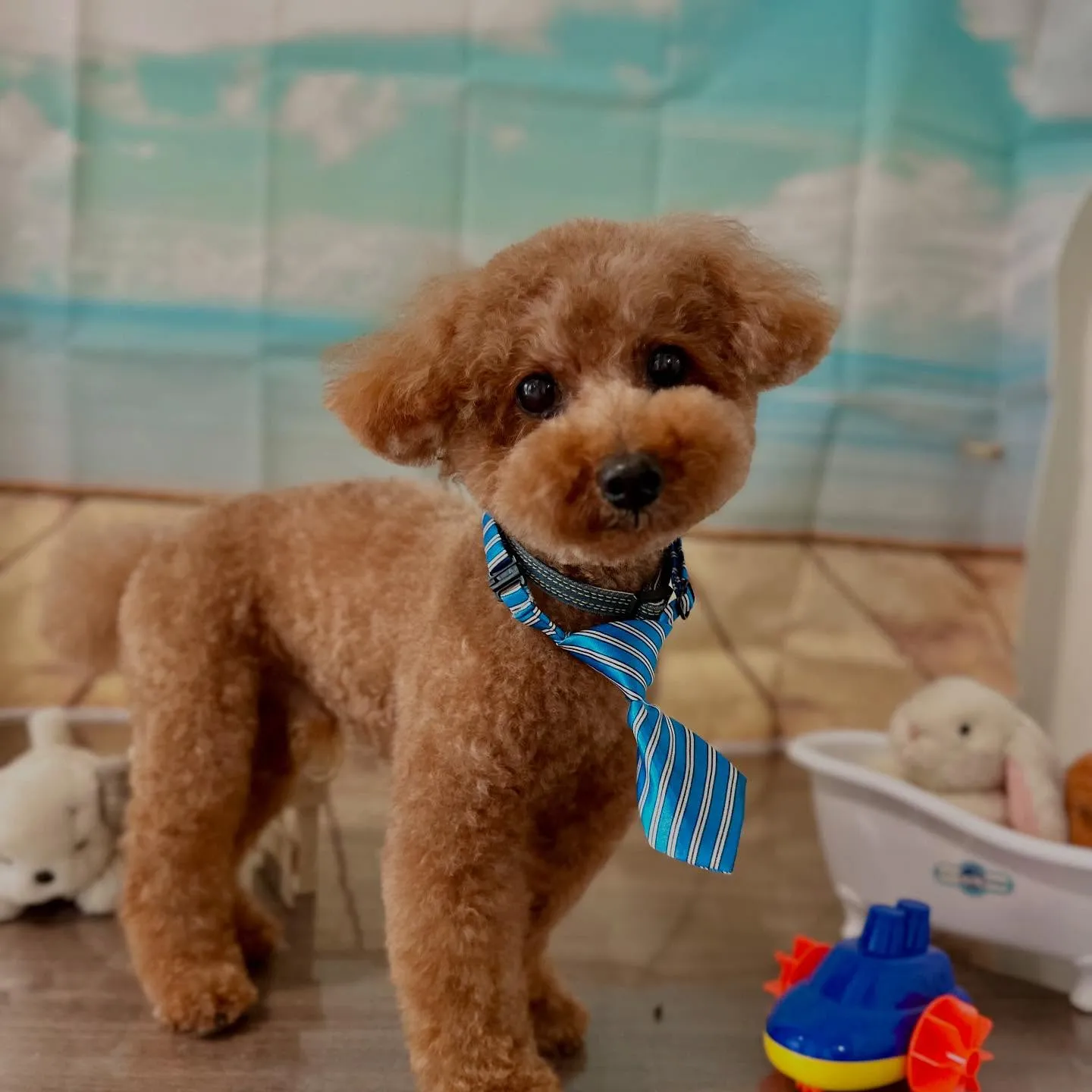 トリミングのセットメニューをご利用頂いたわんこさんたちです🎶