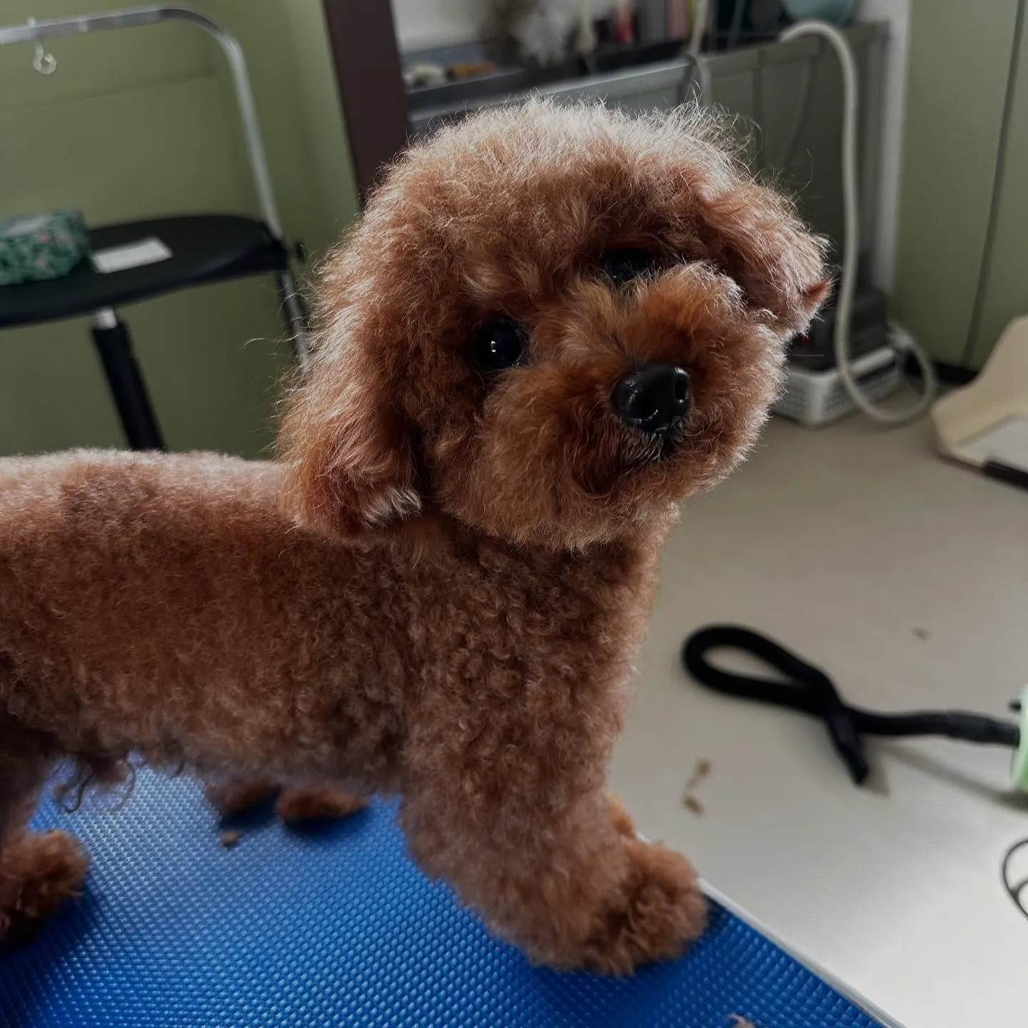 トリミングのセットメニューをご利用頂いたわんこさんたちです🎶