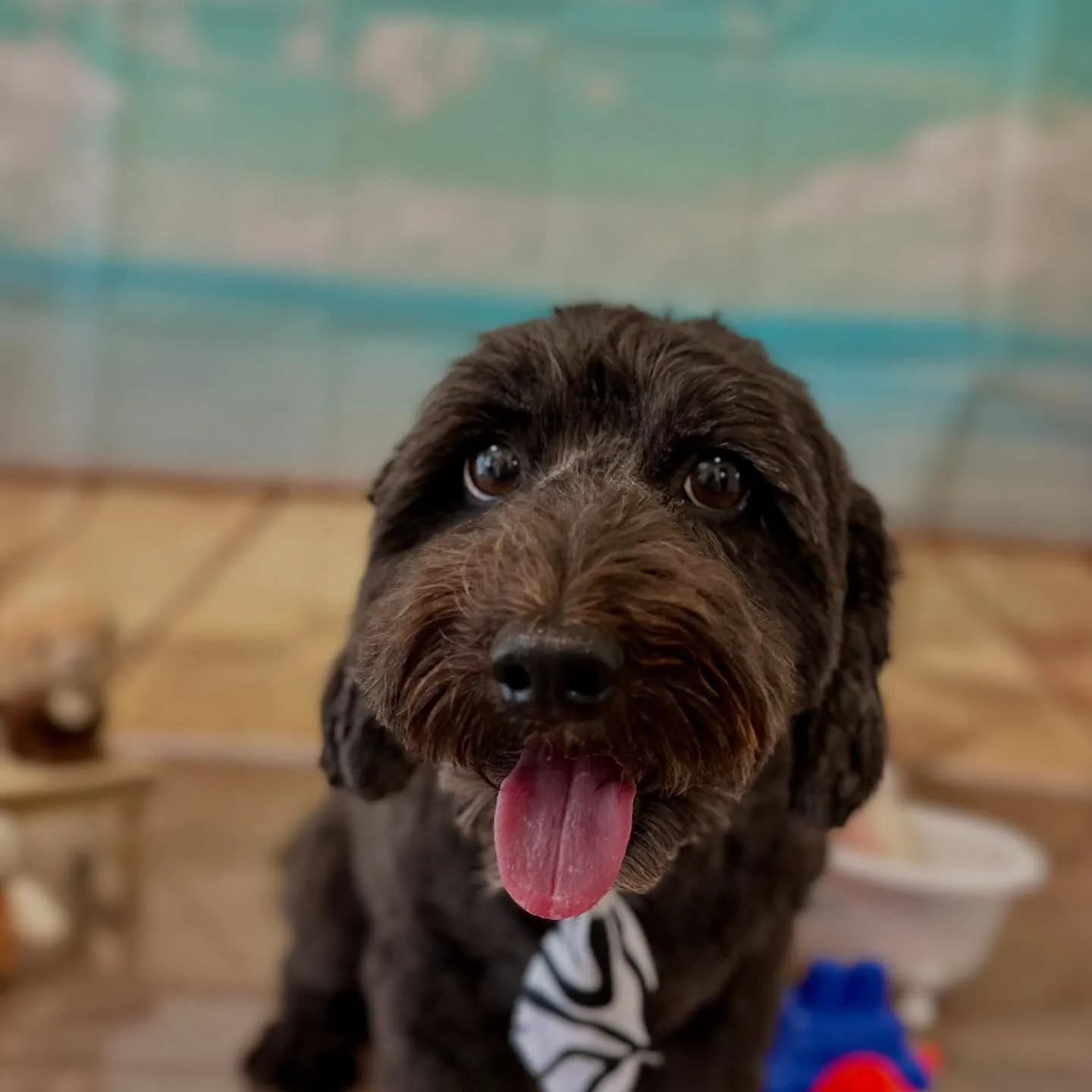 トリミングのセットメニューをご利用頂いたわんこさんたちです🎶