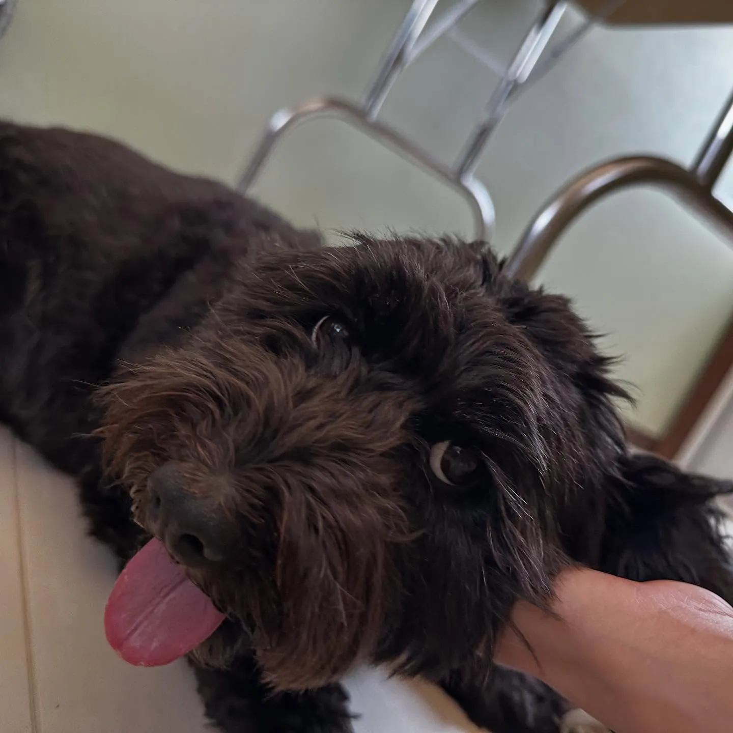 トリミングのセットメニューをご利用頂いたわんこさんたちです🎶