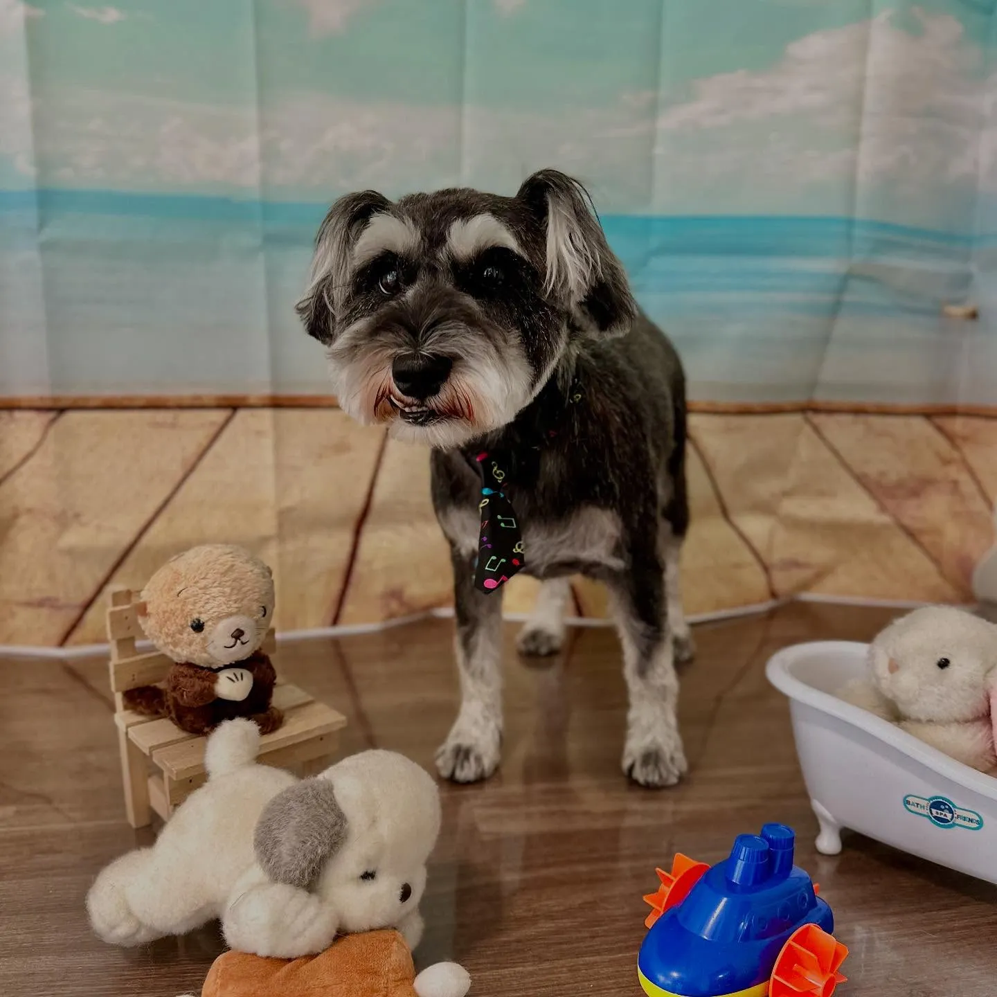 トリミングのセットメニューをご利用頂いたわんこさんたちです🎶