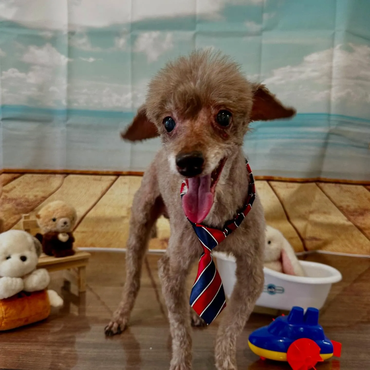 トリミングのセットメニューをご利用頂いたわんこさんたちです🎶