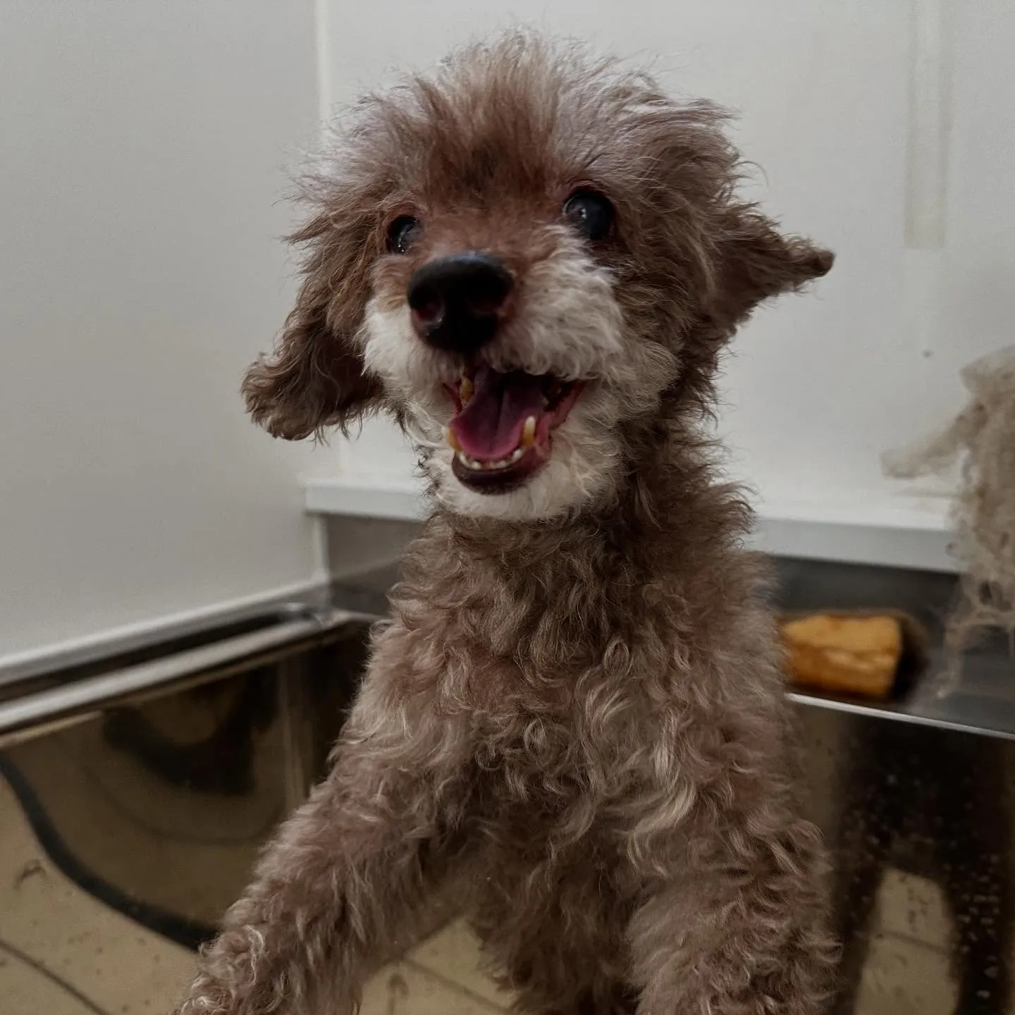 トリミングのセットメニューをご利用頂いたわんこさんたちです🎶