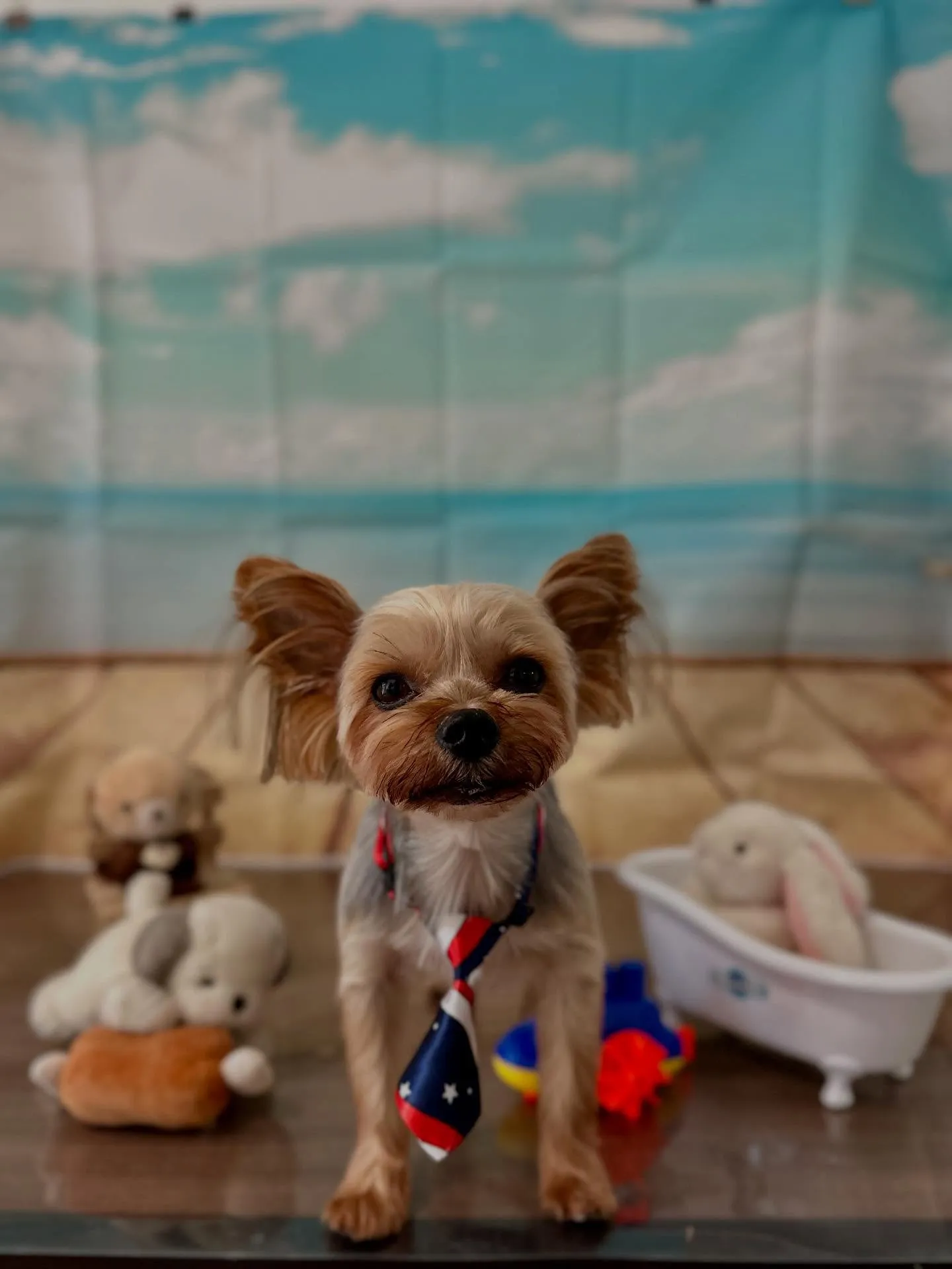 トリミングのセットメニューをご利用頂いたわんこです🌟