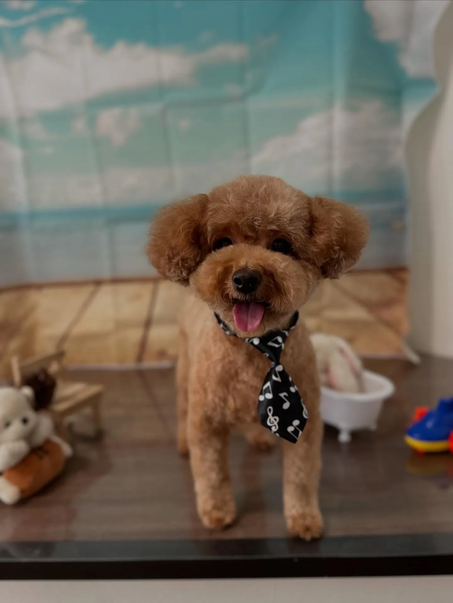 トリミングのセットメニューをご利用頂いたわんこです🌟