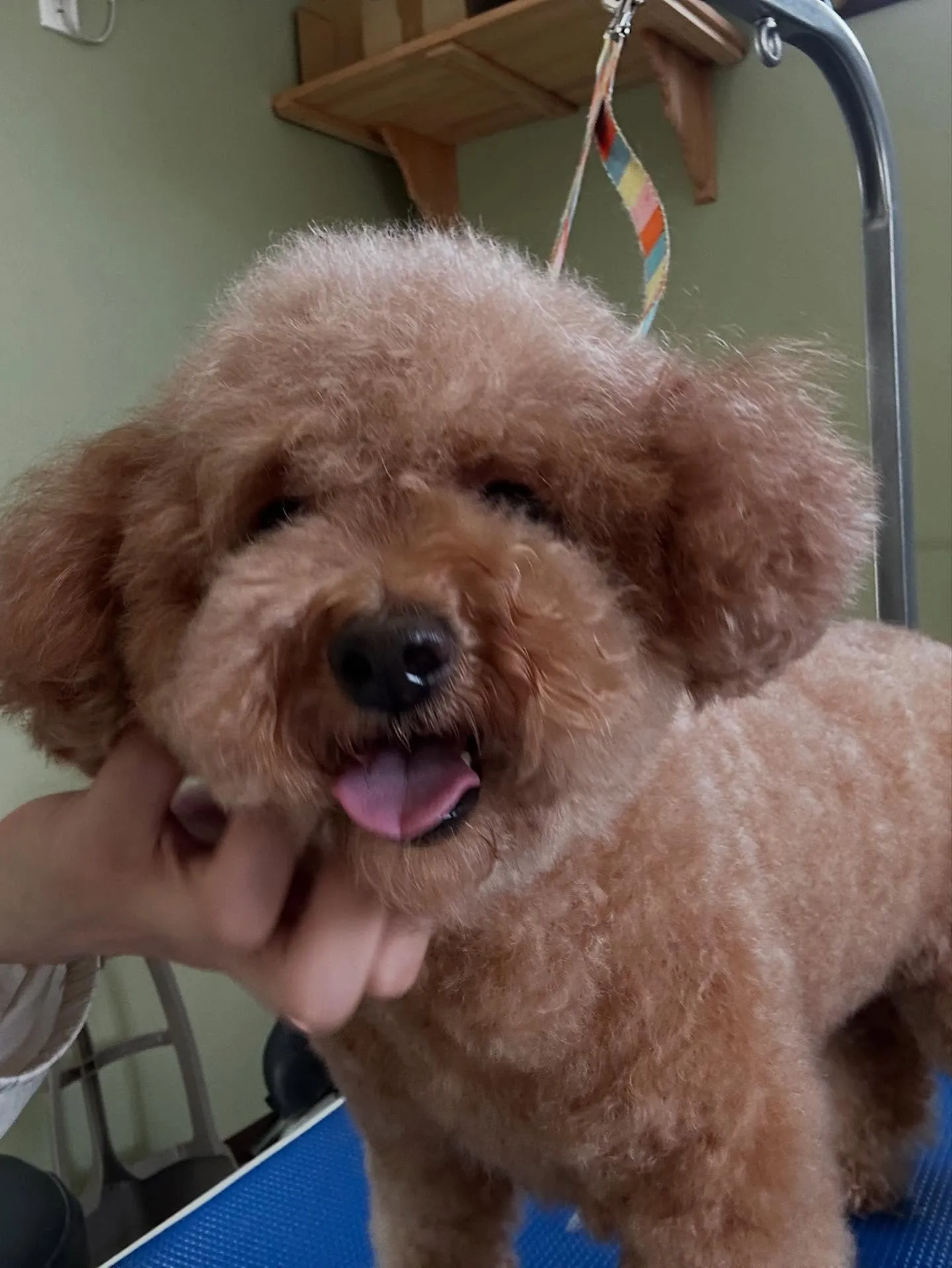 トリミングのセットメニューをご利用頂いたわんこです🌟