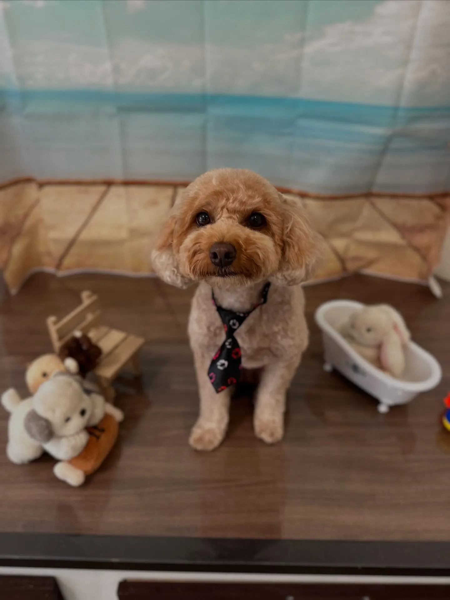 トリミングのセットメニューをご利用頂いたわんこです🌟