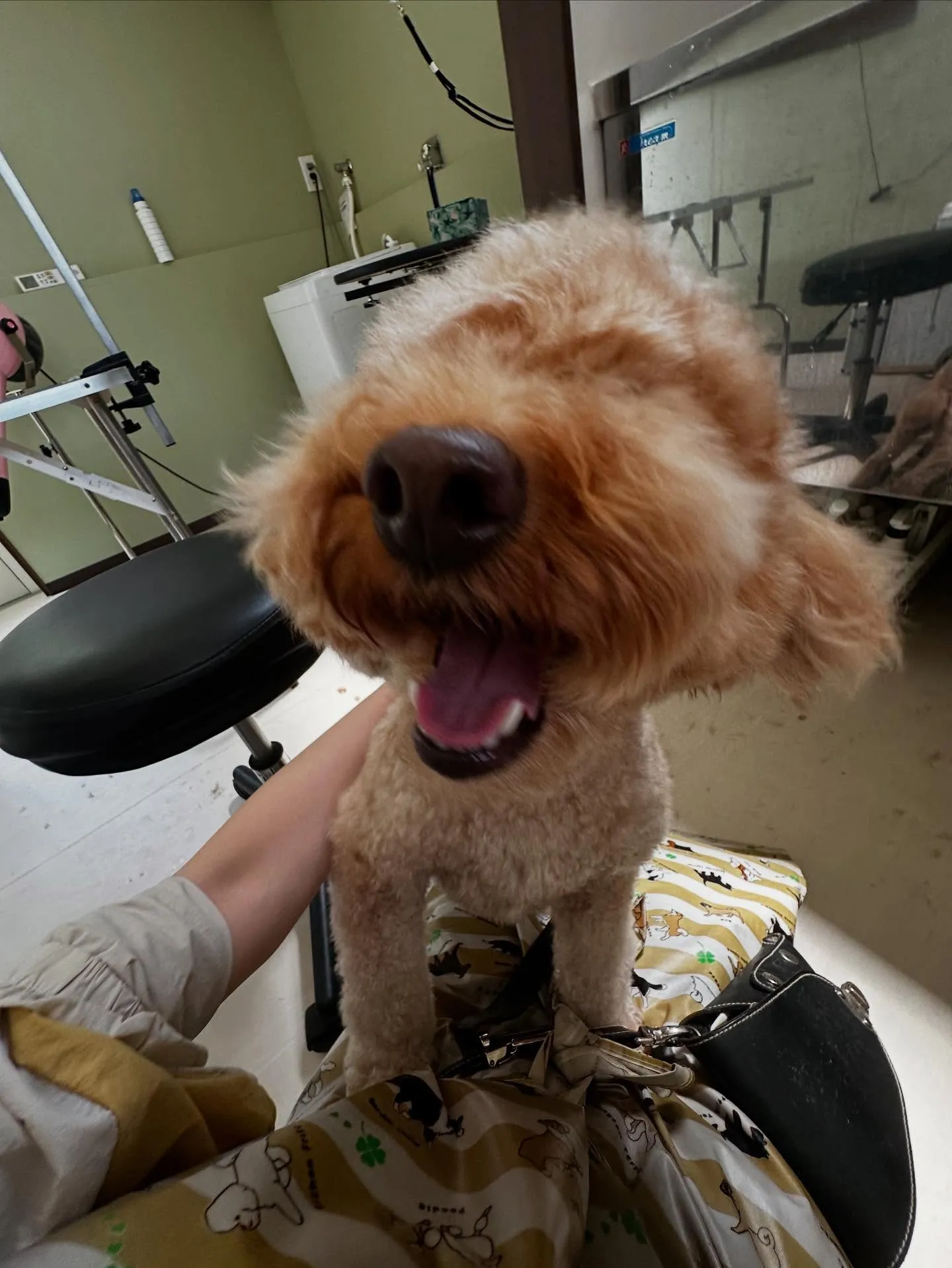 トリミングのセットメニューをご利用頂いたわんこです🌟