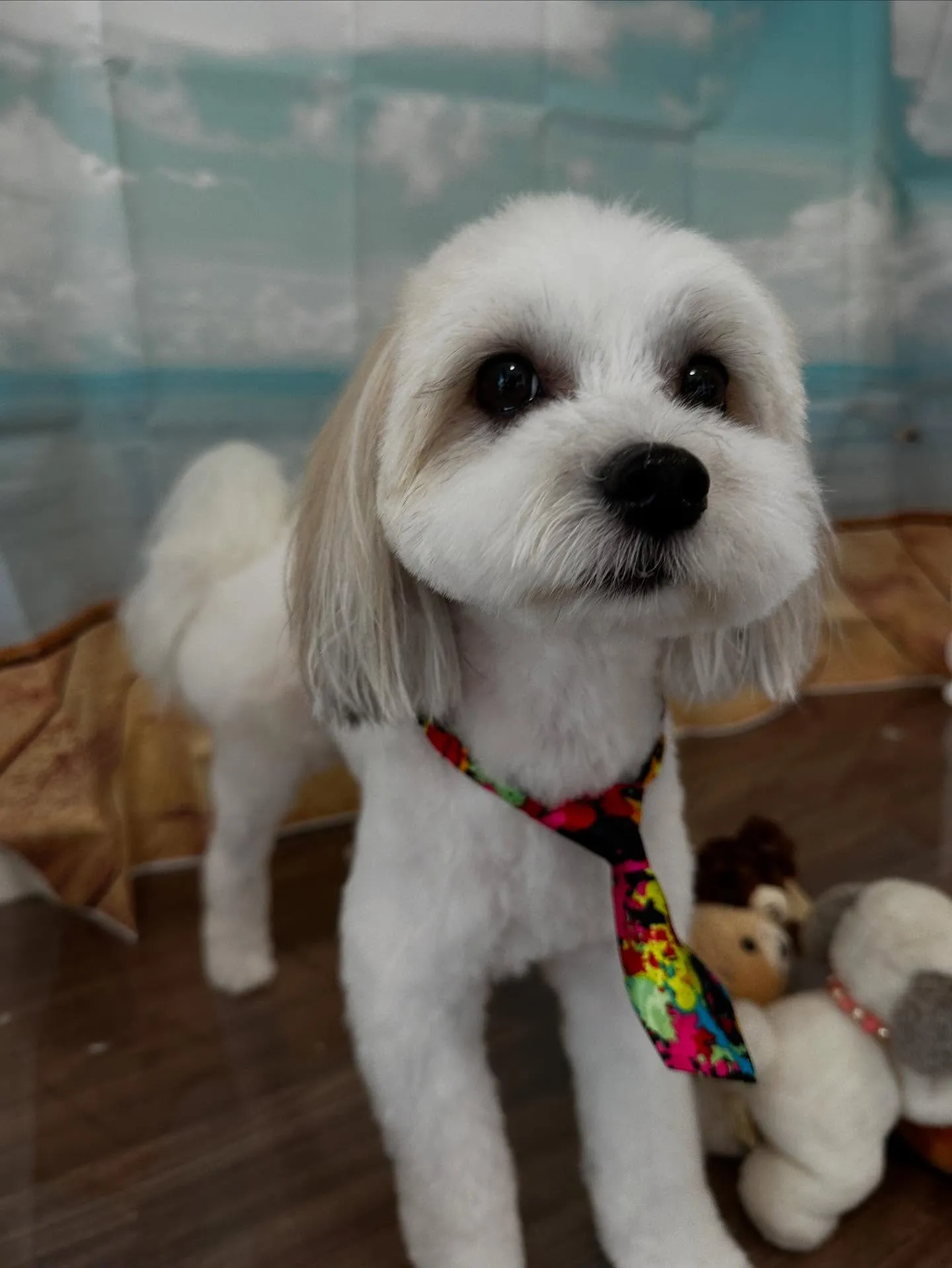 トリミングのセットメニューをご利用頂いたわんこです🌟