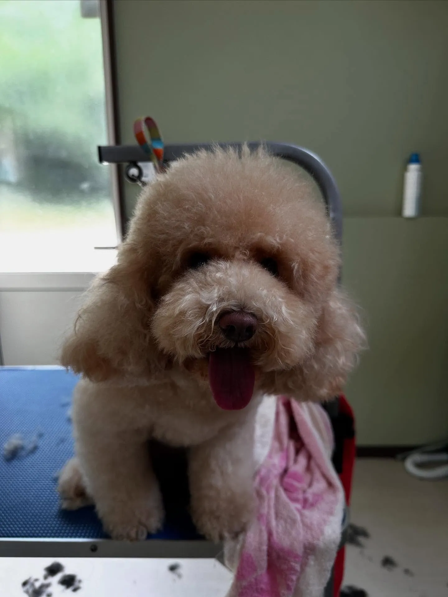 トリミングのセットメニューをご利用頂いたわんこです🌟