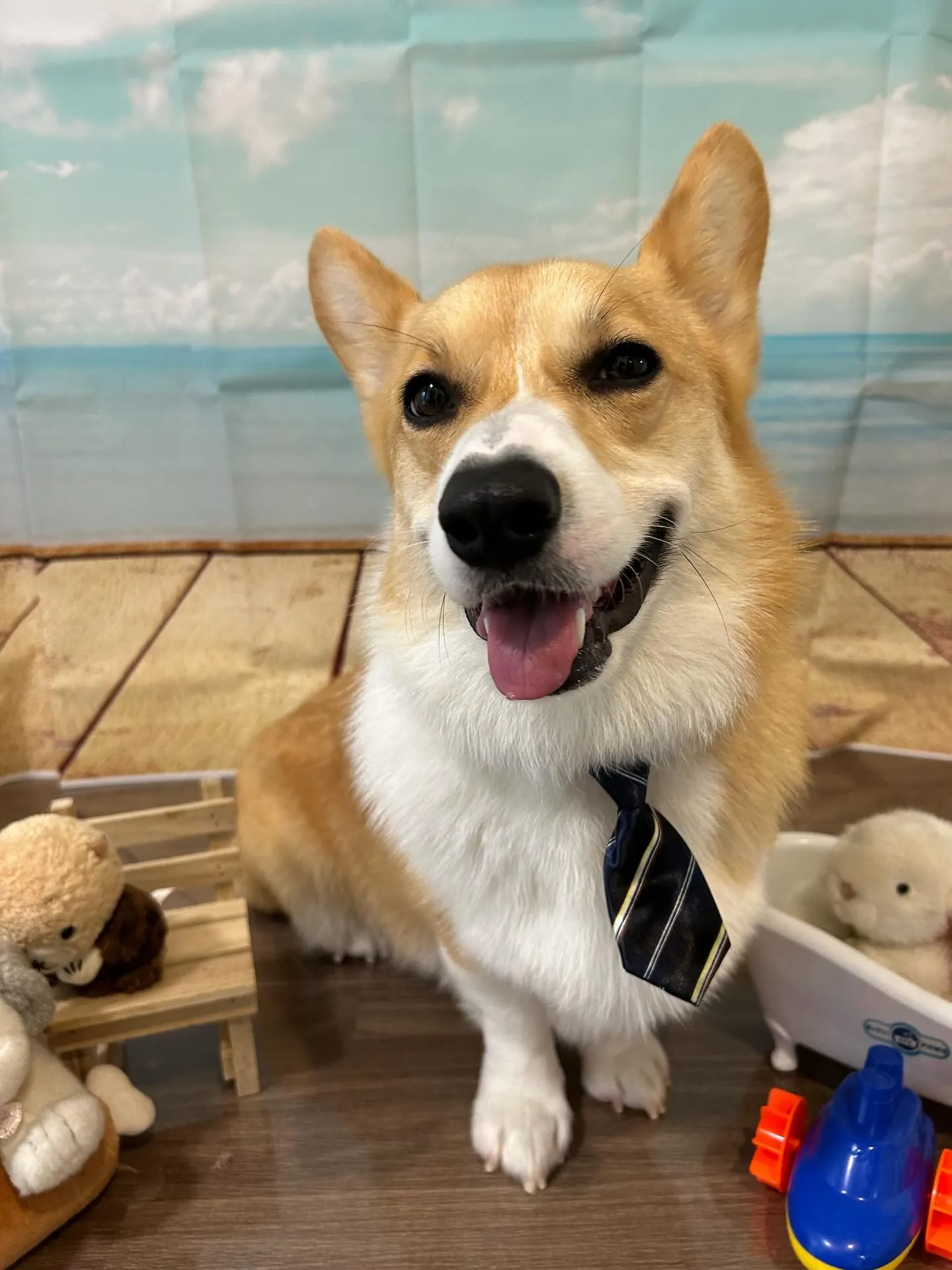 トリミングのセットメニューをご利用いただいたわんこたちです🎶