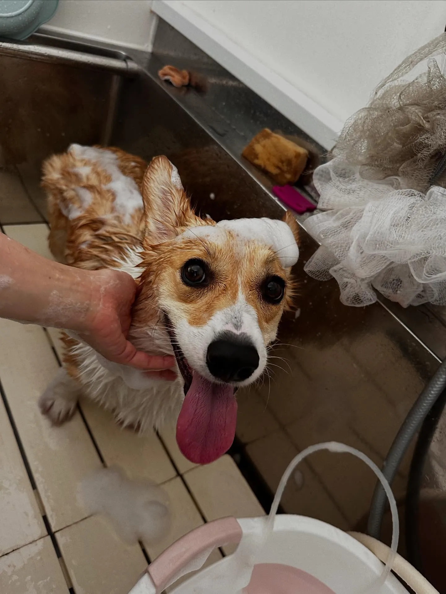 トリミングのセットメニューをご利用いただいたわんこたちです🎶