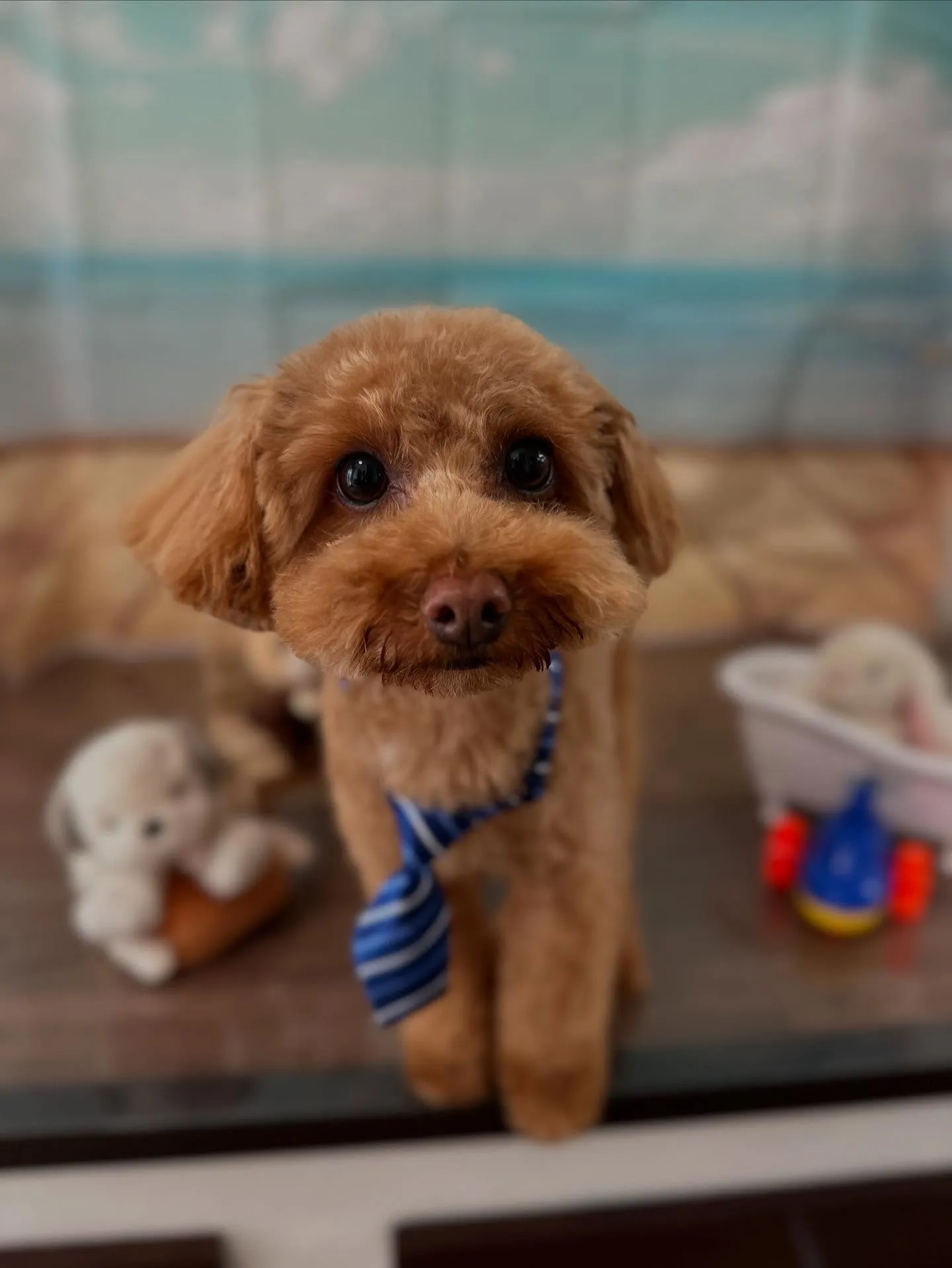 トリミングのセットメニューをご利用いただいたわんこたちです🎶