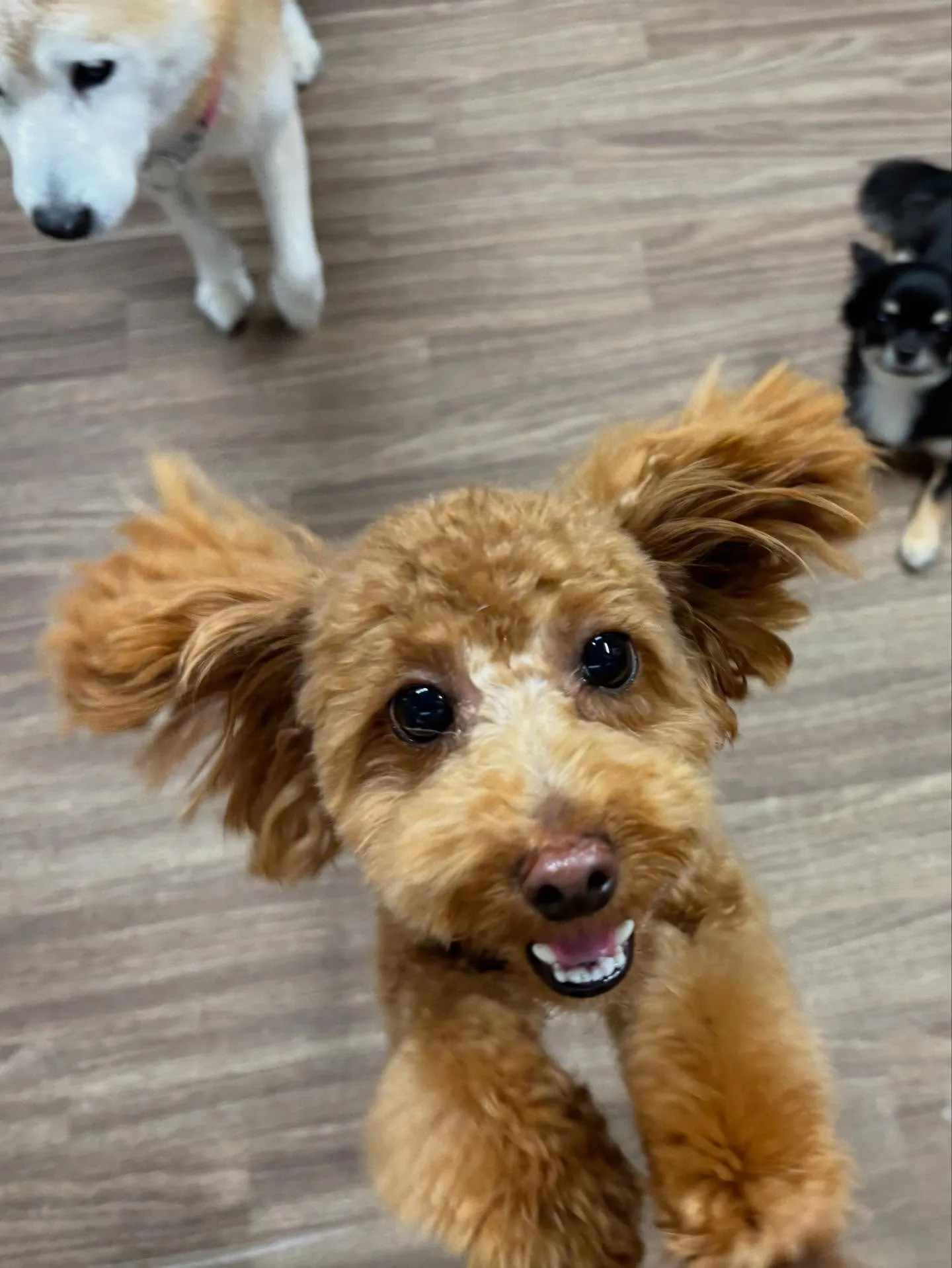 トリミングのセットメニューをご利用いただいたわんこたちです🎶