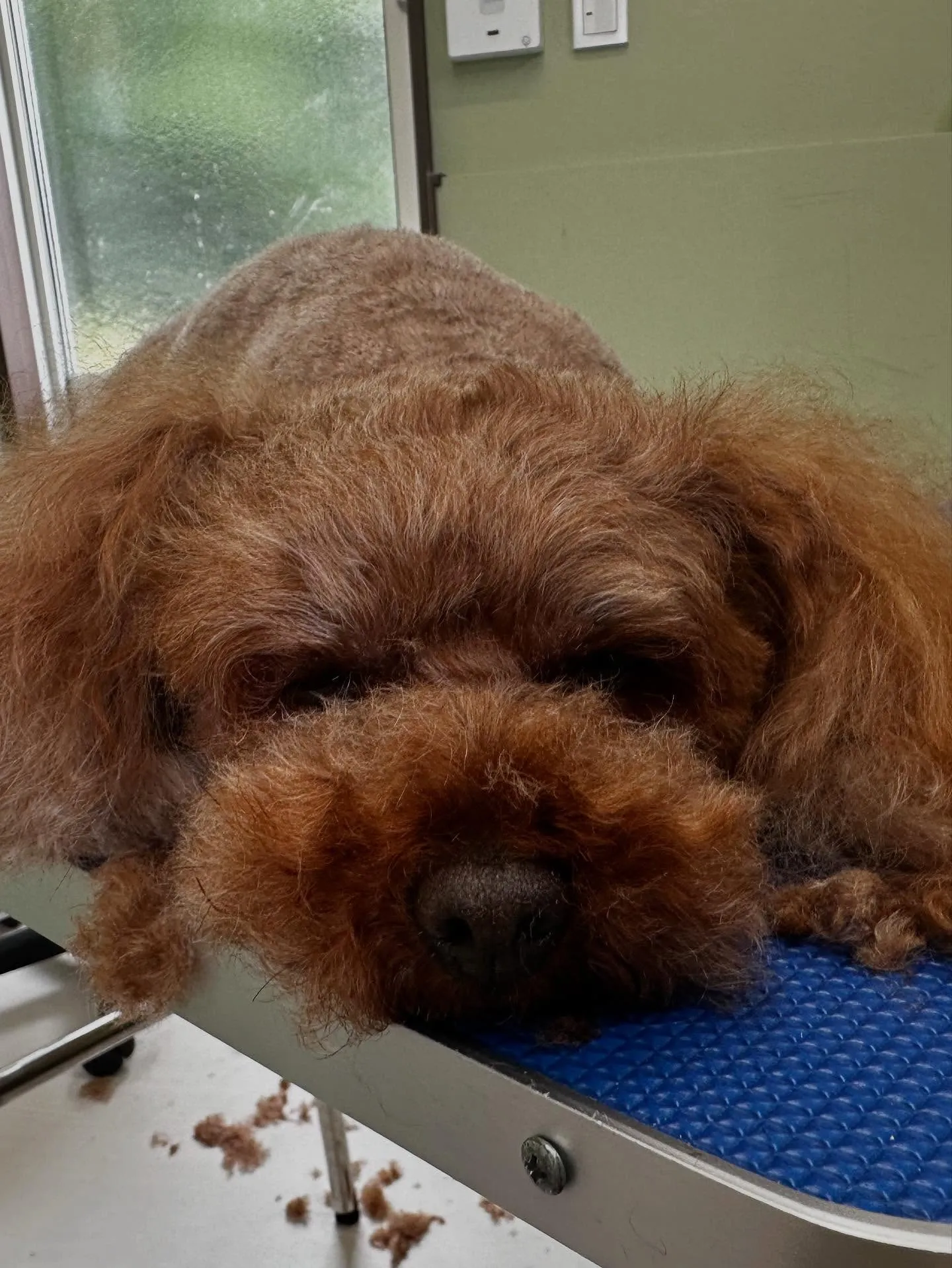 トリミングのセットメニューをご利用いただいたわんこたちです🎶