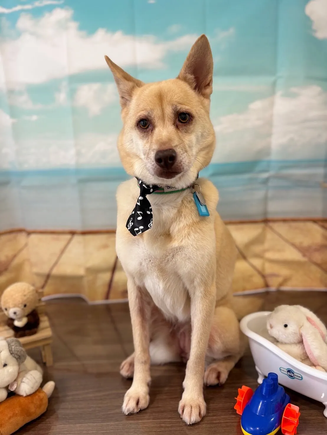 トリミングのセットメニューをご利用いただいたわんこたちです🎶