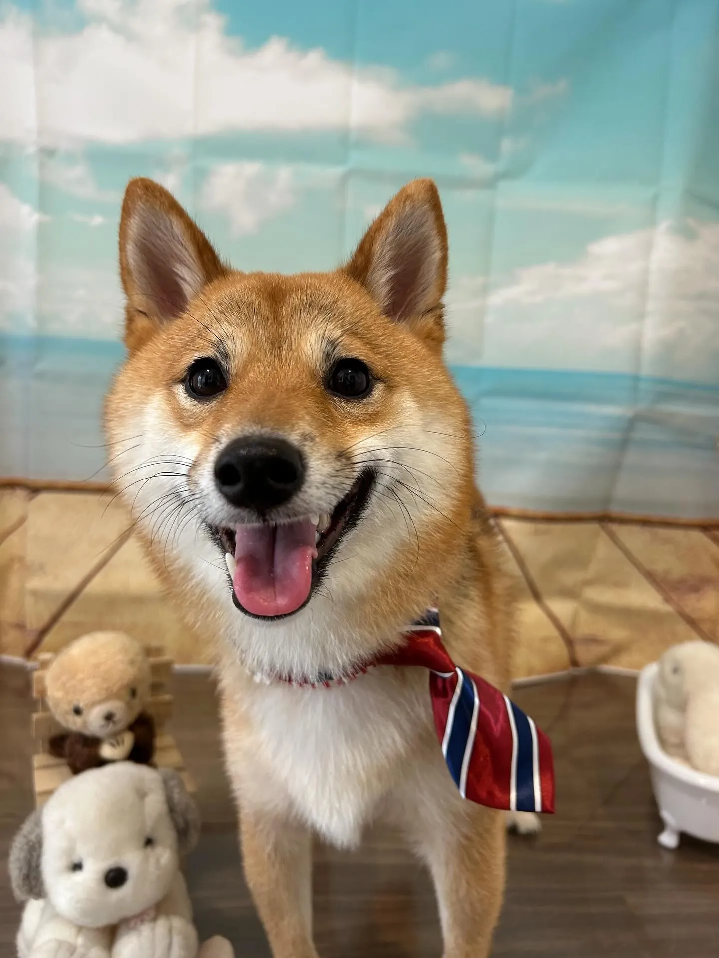 トリミングのセットメニューをご利用いただいたわんこたちです🎶