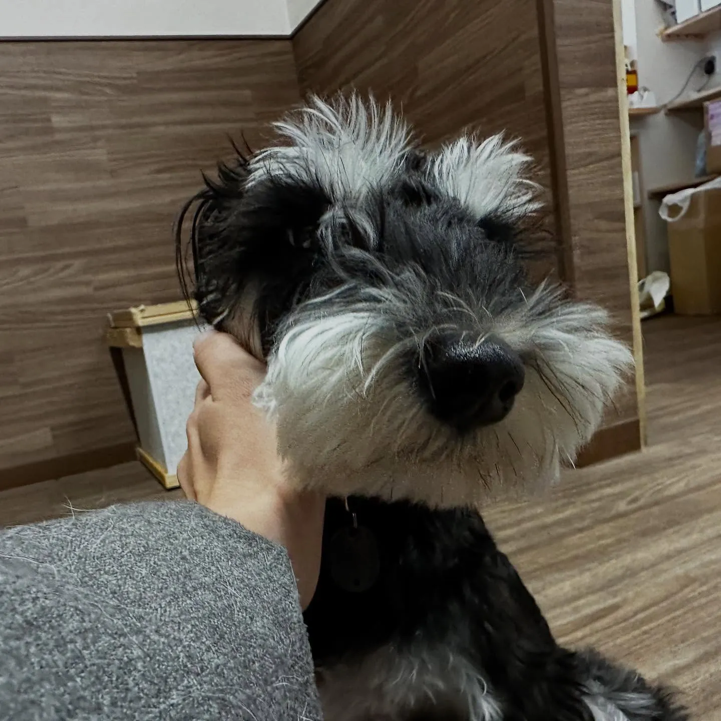 入会してくれたポピーちゃんです💕