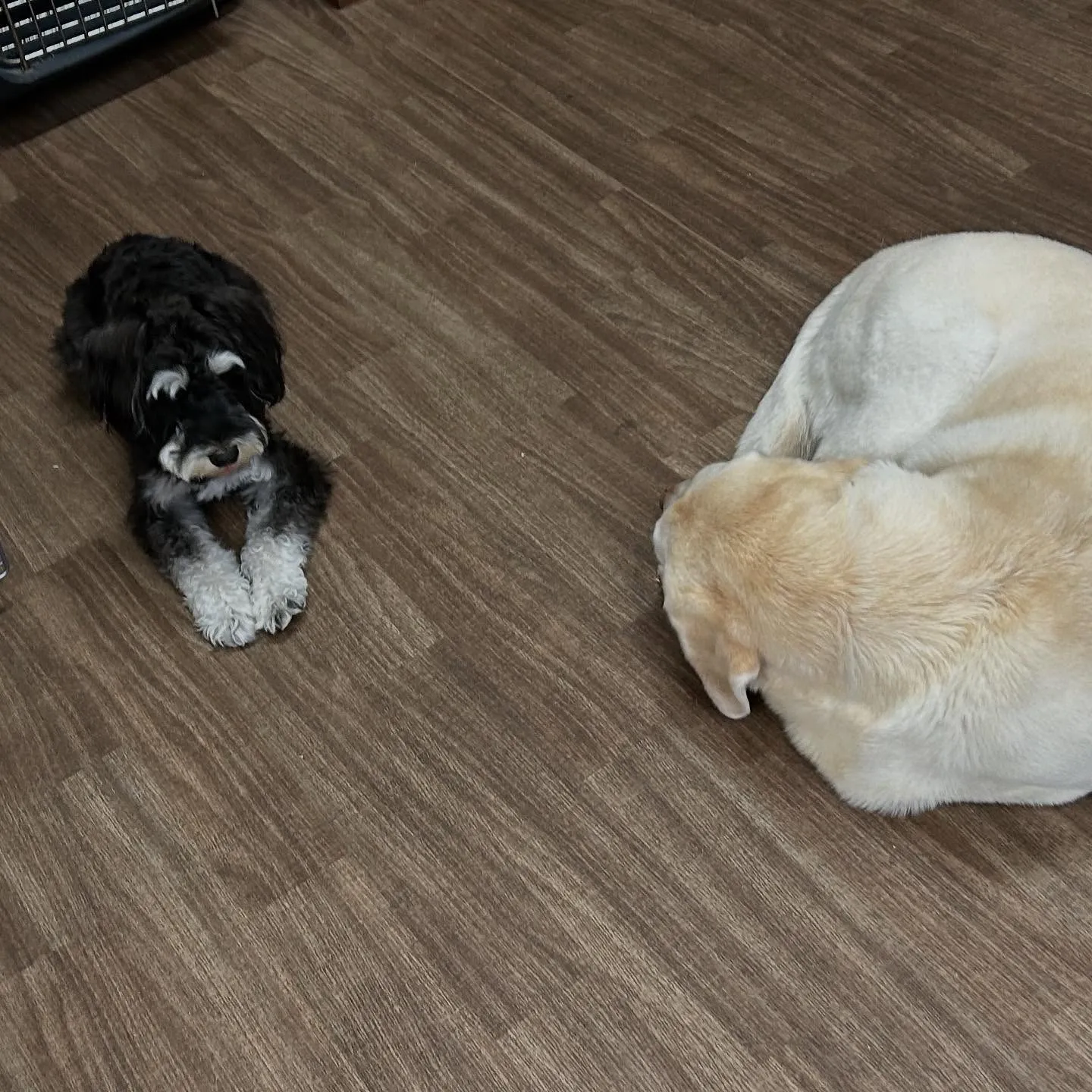 入会してくれたポピーちゃんです💕