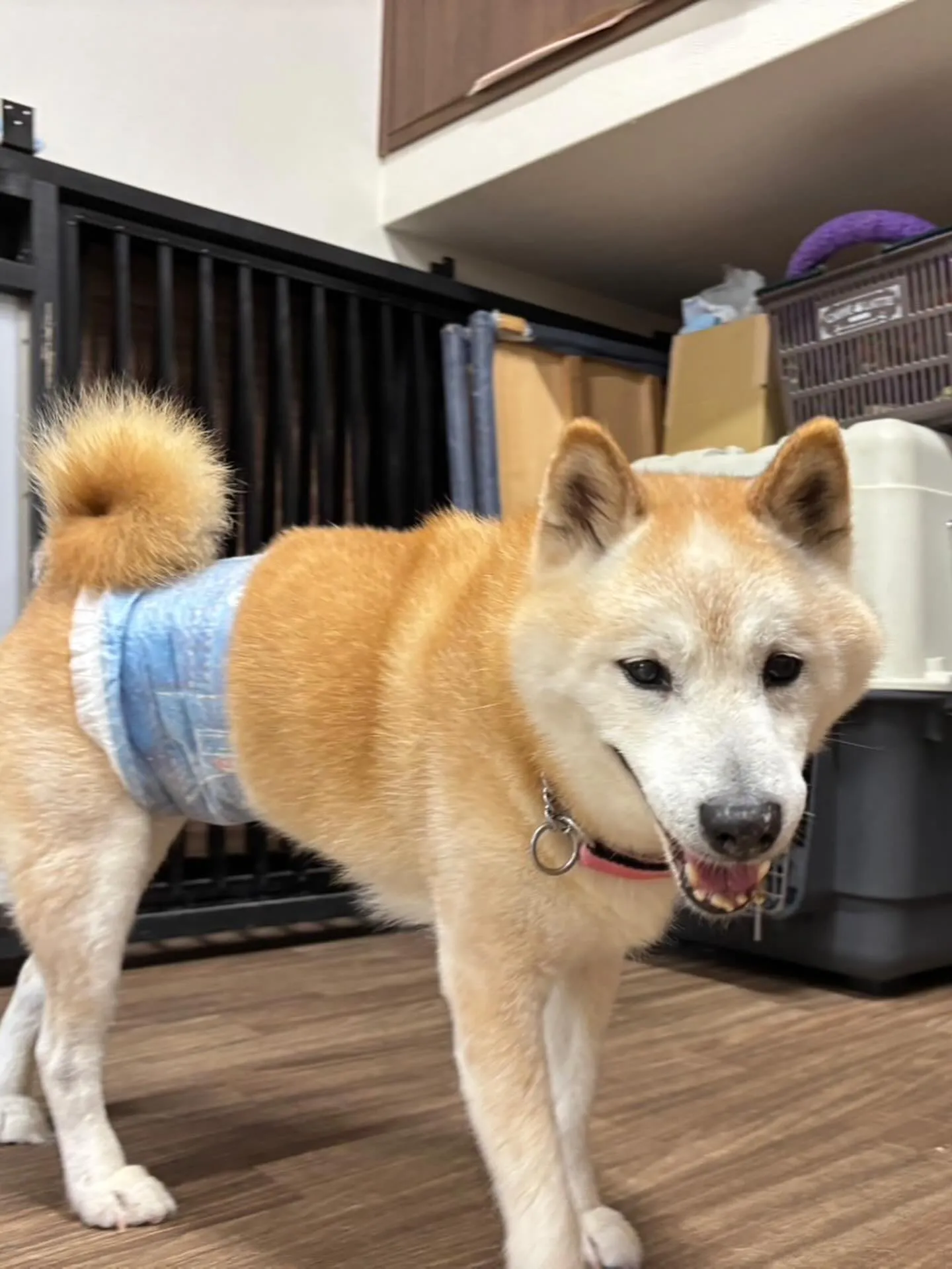 トリミングのセットメニューをご利用いただいたわんこたちです🎶