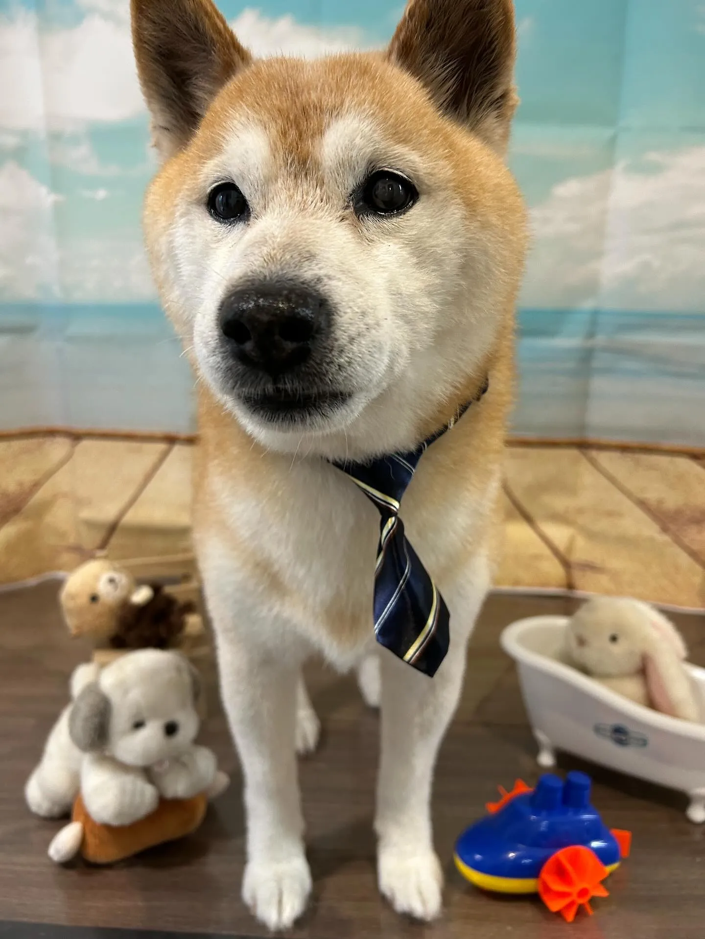 トリミングのセットメニューをご利用いただいたわんこたちです🎶