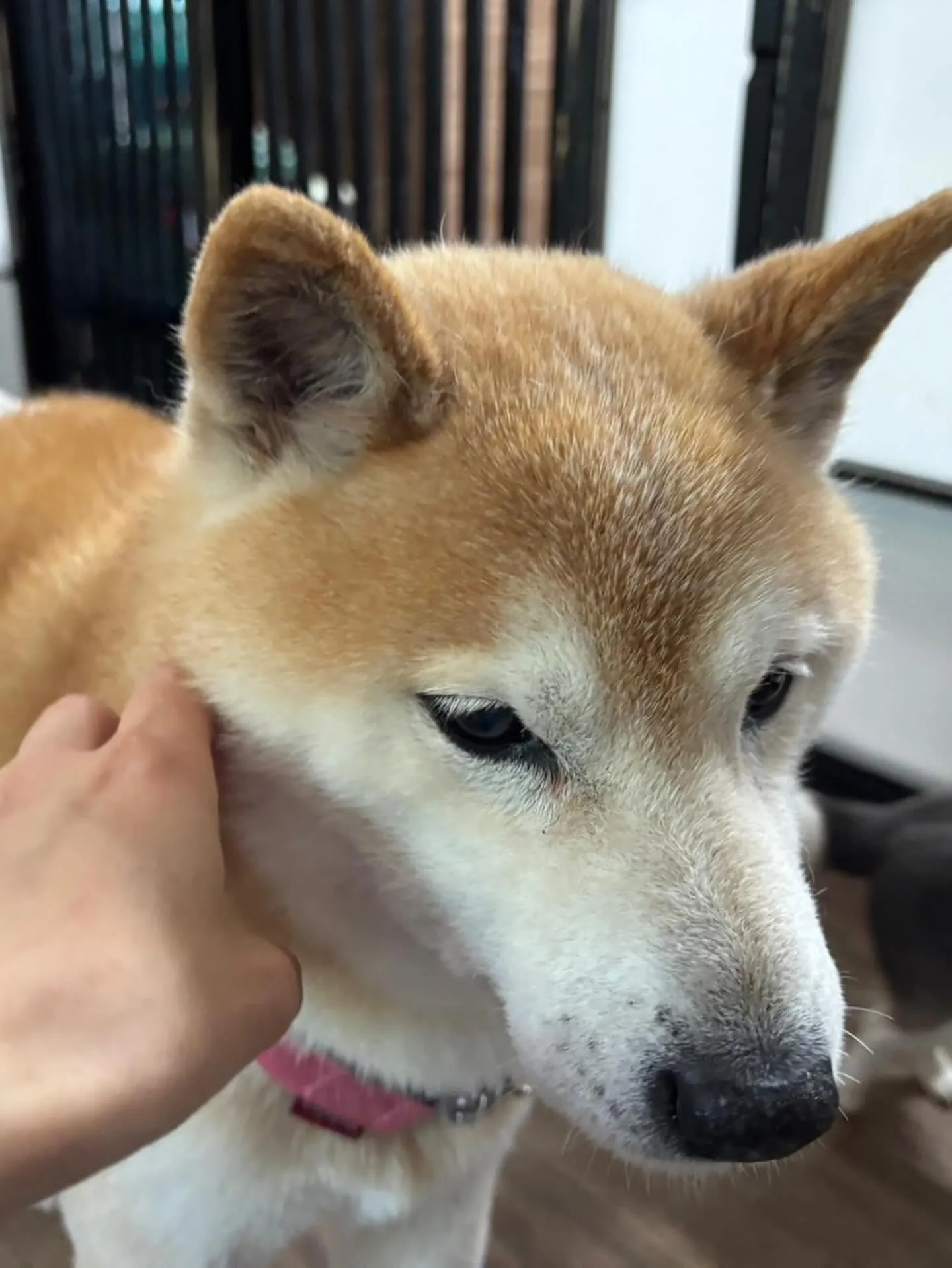 トリミングのセットメニューをご利用いただいたわんこたちです🎶