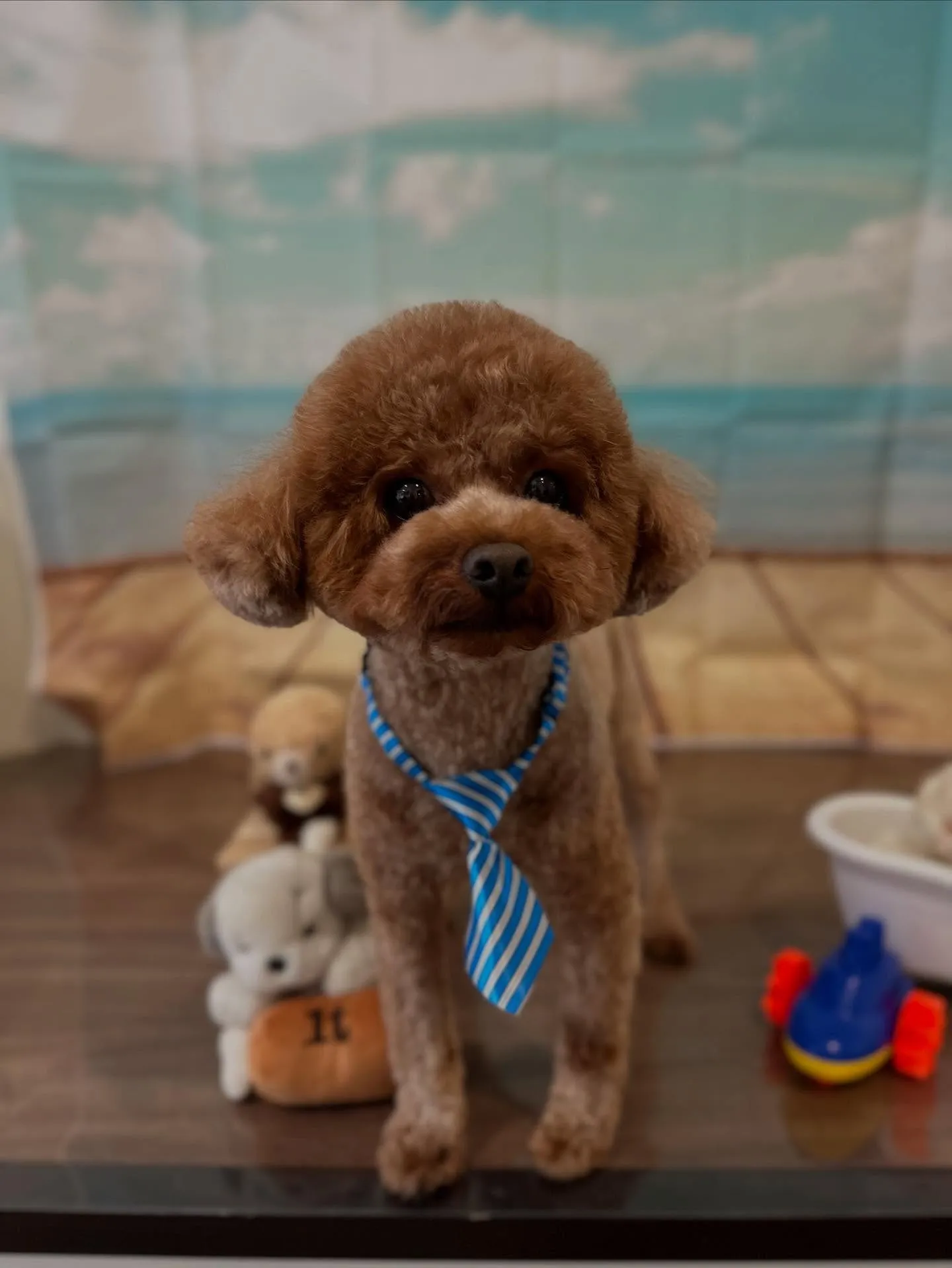 トリミングのセットメニューをご利用いただいたわんこたちです🎶