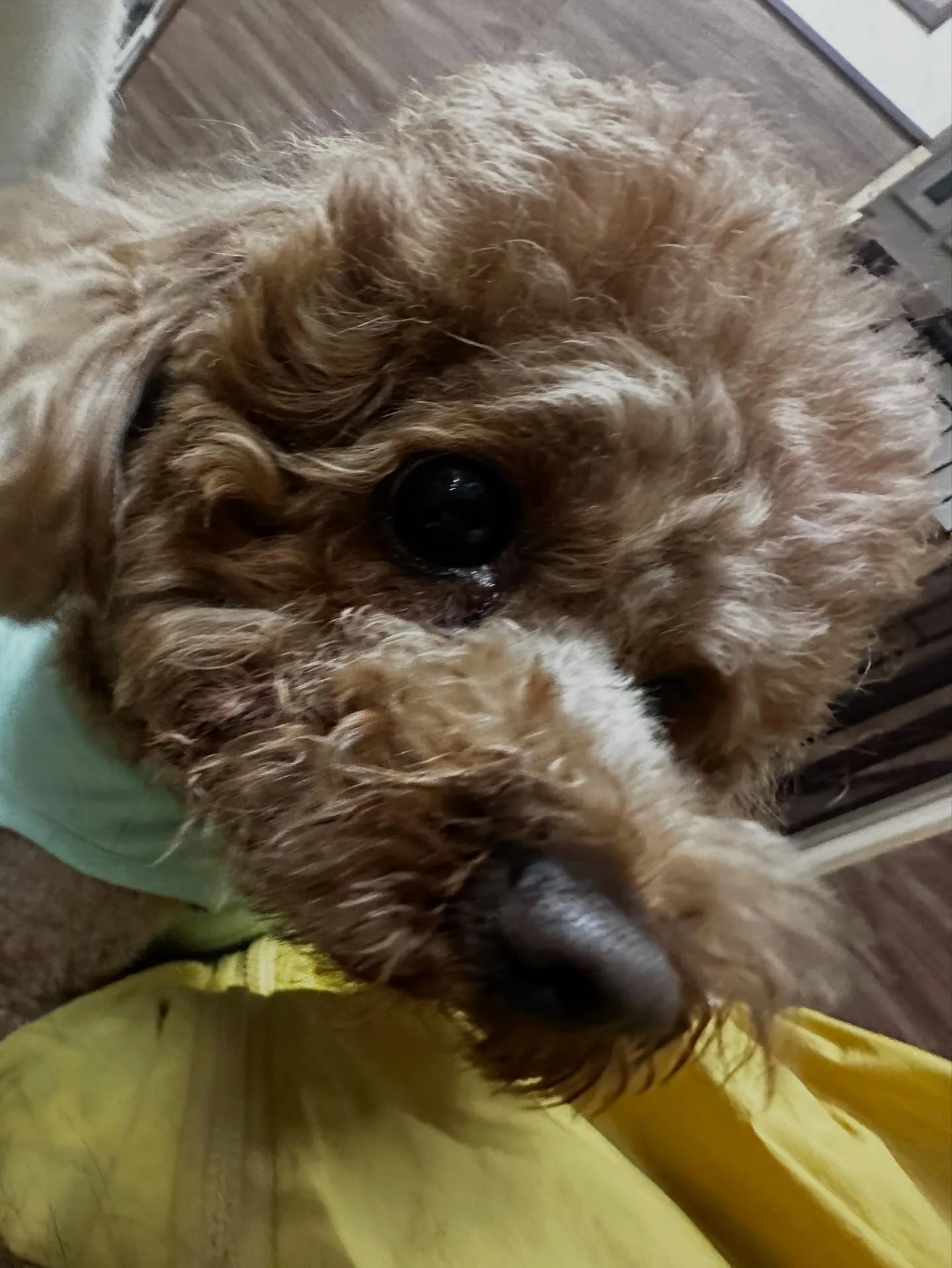 トリミングのセットメニューをご利用いただいたわんこたちです🎶