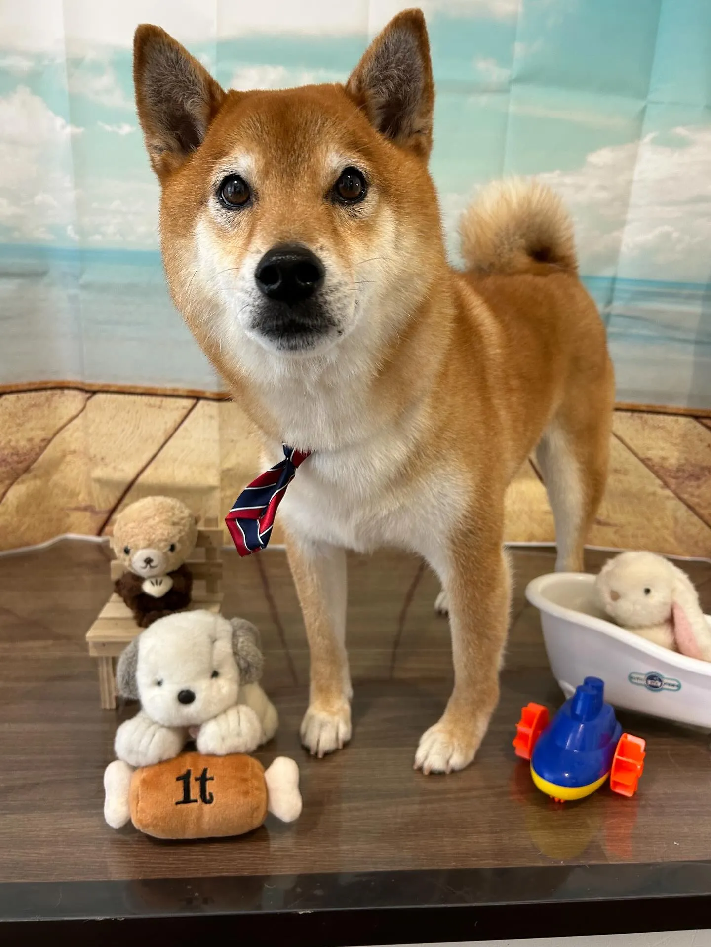 トリミングのセットメニューをご利用いただいたわんこたちです🎶