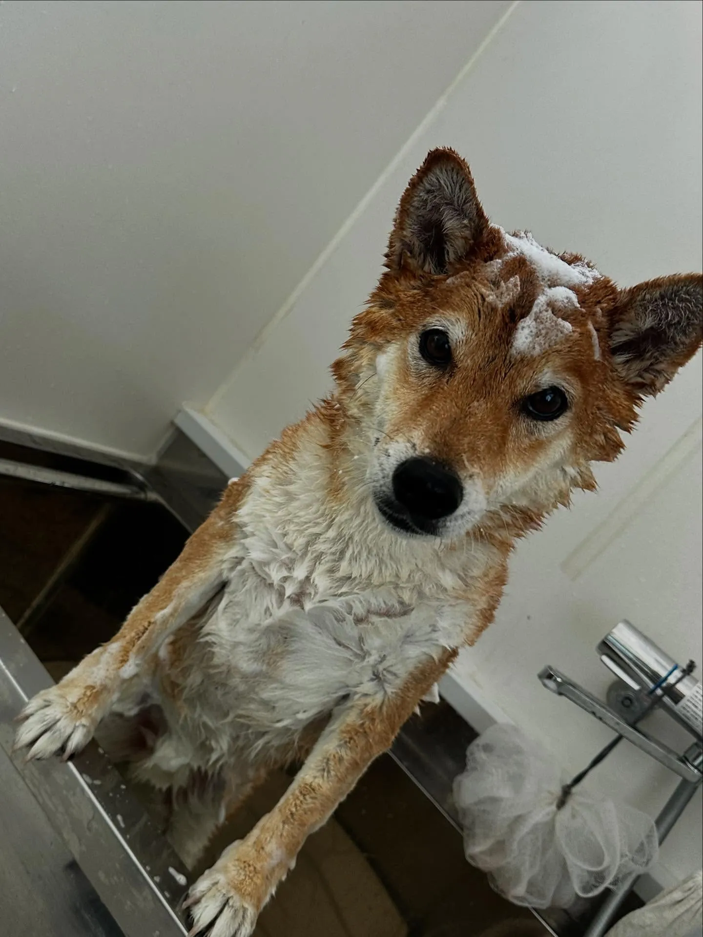 トリミングのセットメニューをご利用いただいたわんこたちです🎶