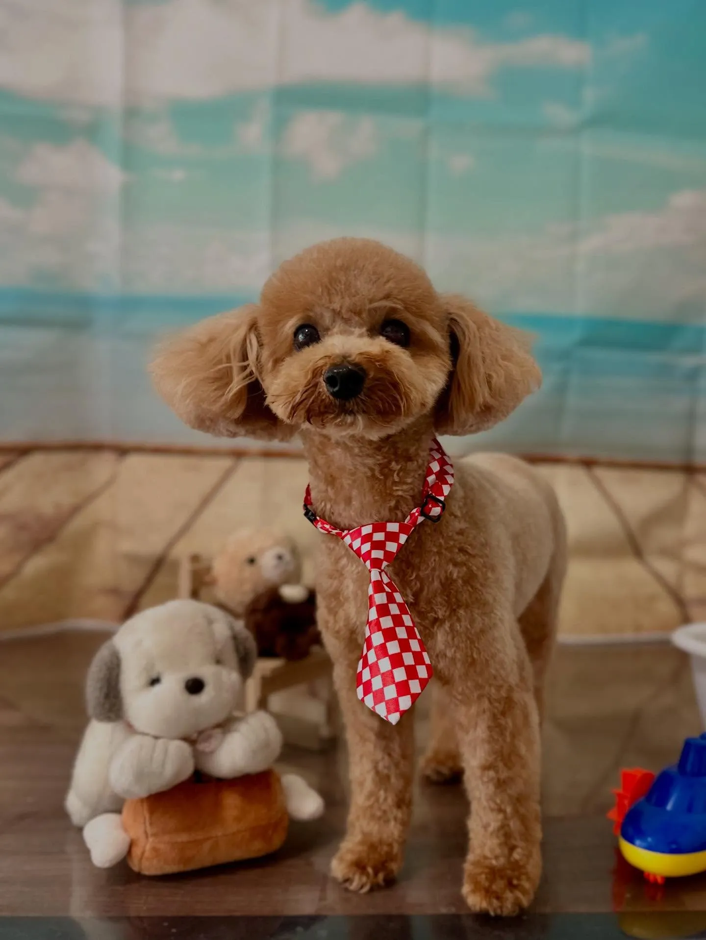 トリミングのセットメニューをご利用いただいたわんこたちです🎶