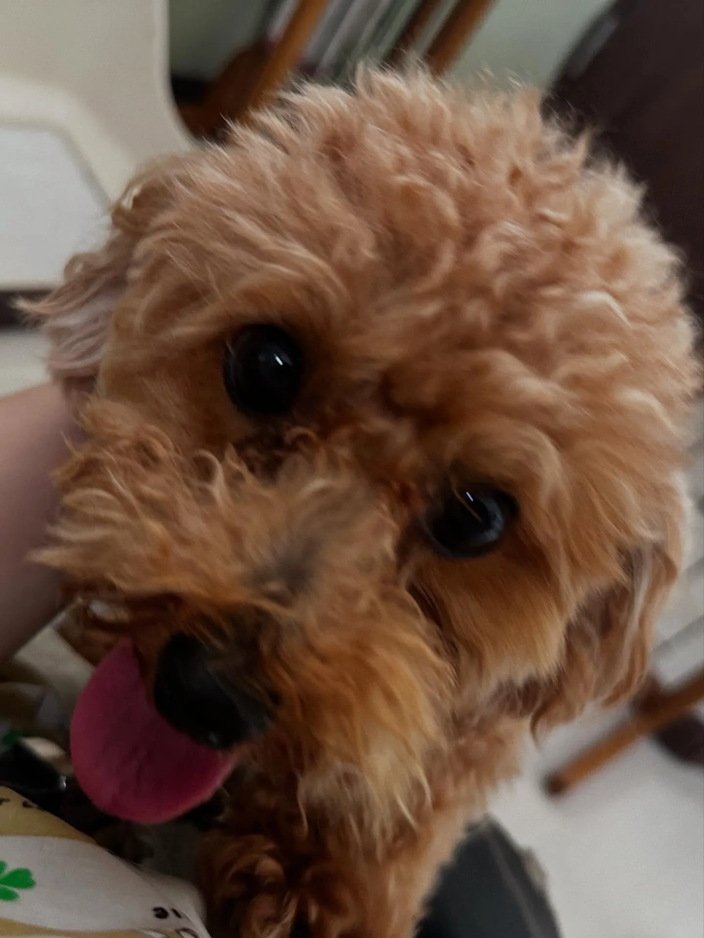 トリミングのセットメニューをご利用いただいたわんこたちです🎶