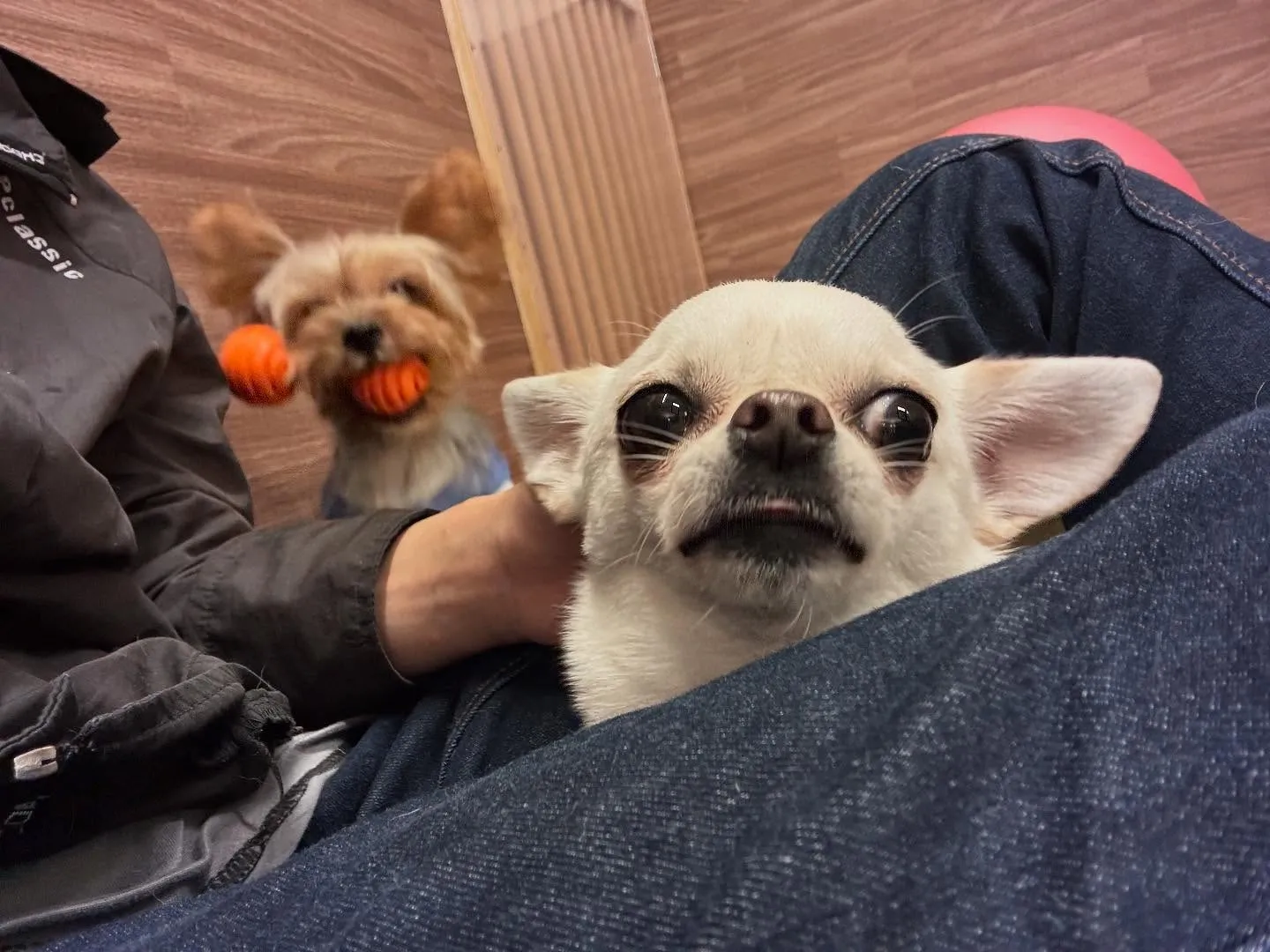 明日で抽選おでかけイベントの応募締切となります✨️