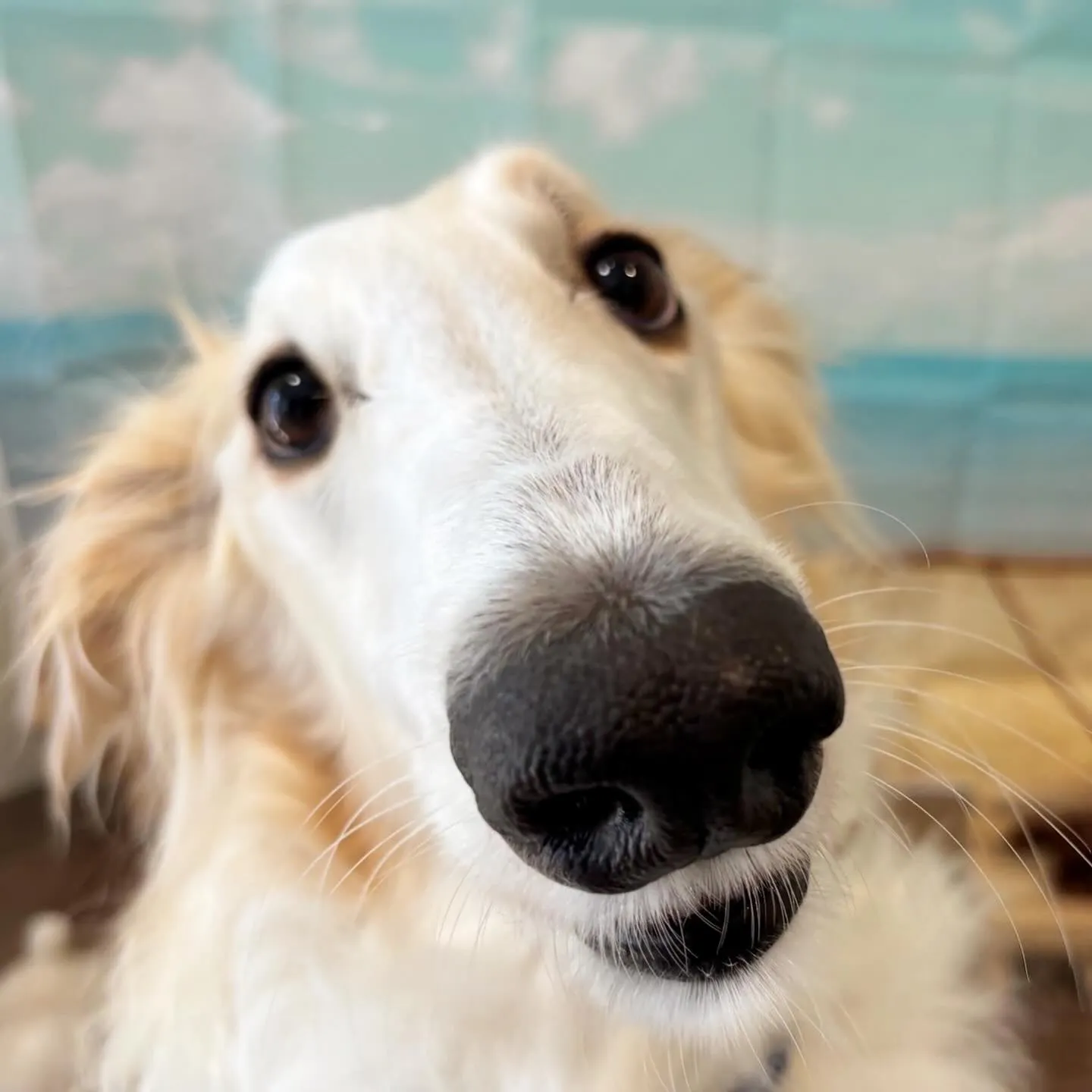 トリミングのセットメニューをご利用いただいたわんこさんです🎶