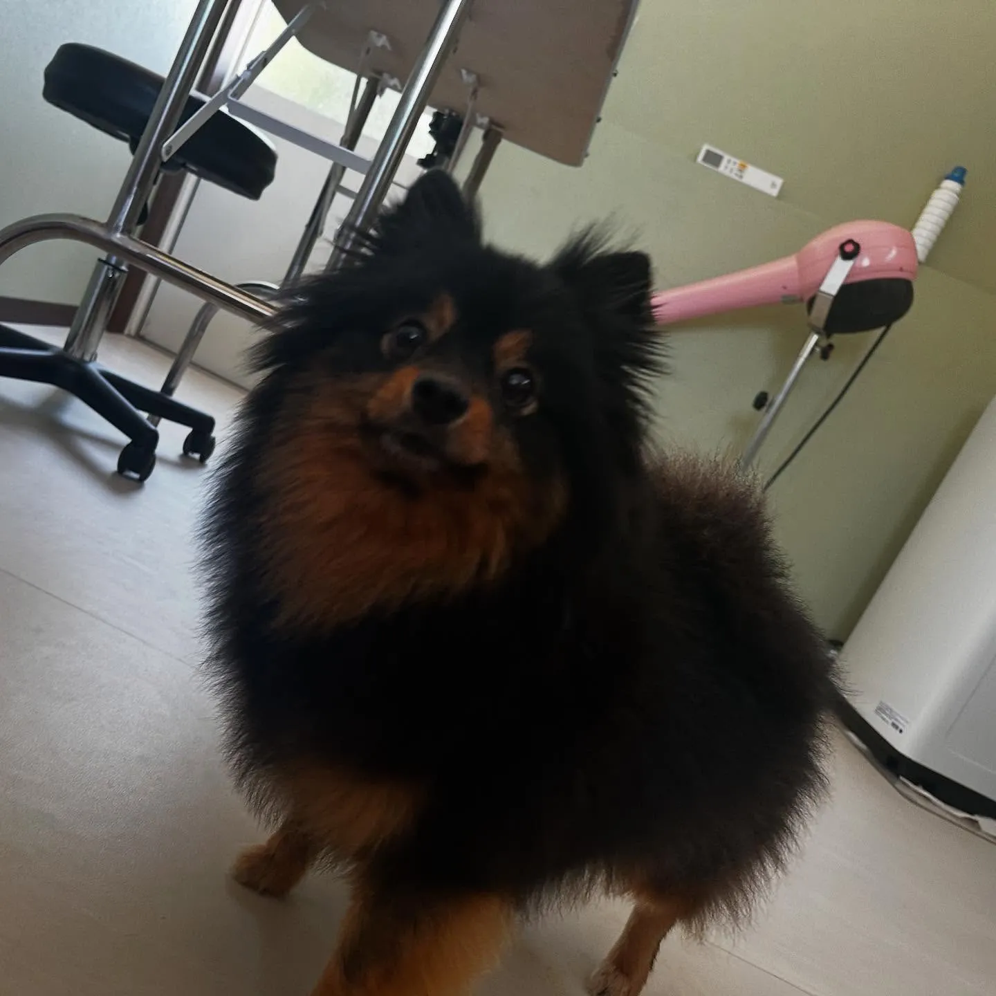 トリミングのセットメニューをご利用いただいたわんこさんです🎶