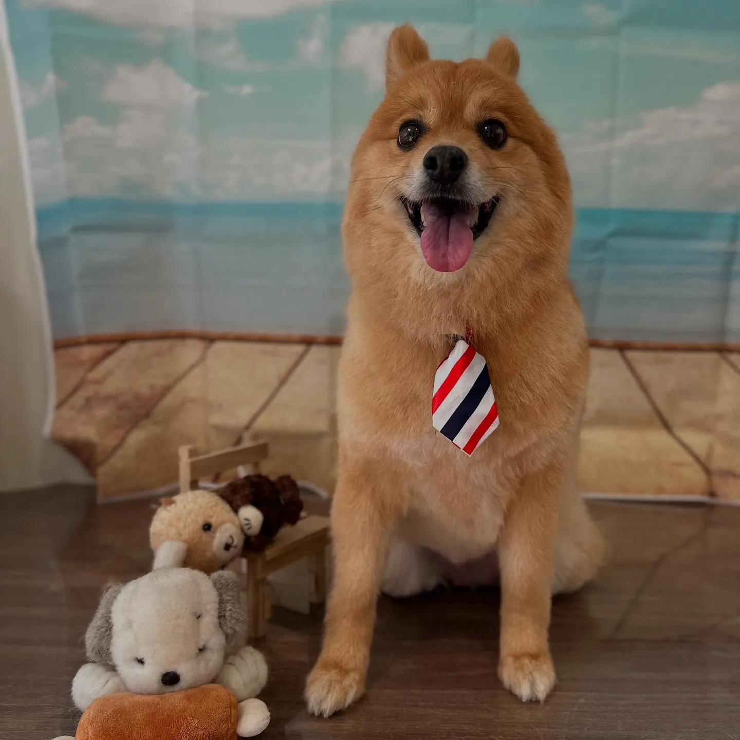 トリミングのセットメニューをご利用いただいたわんこさんです🎶