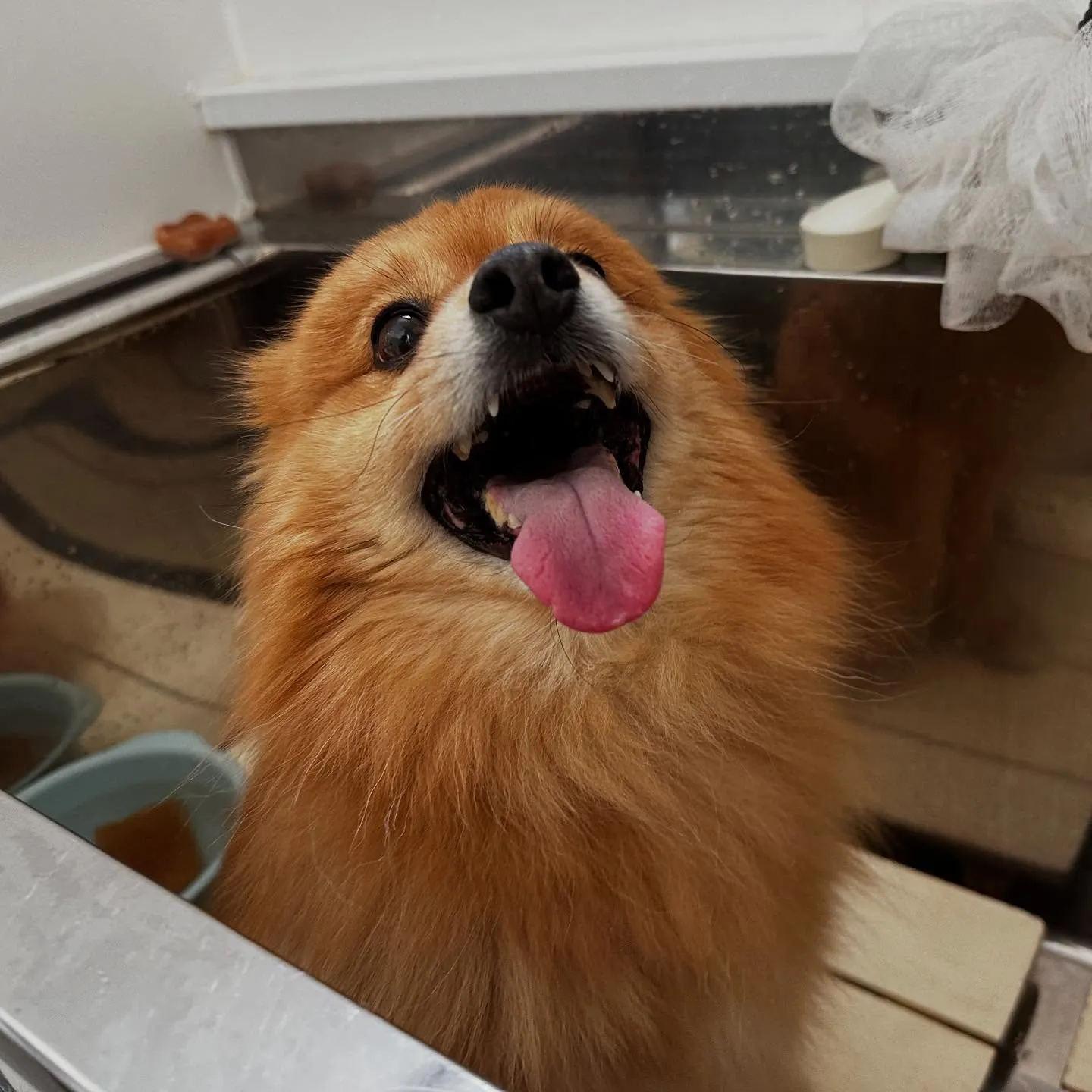 トリミングのセットメニューをご利用いただいたわんこさんです🎶