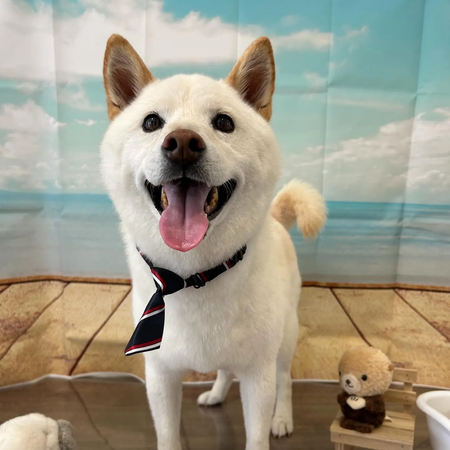 トリミングのセットメニューをご利用いただいたわんこさんです🎶