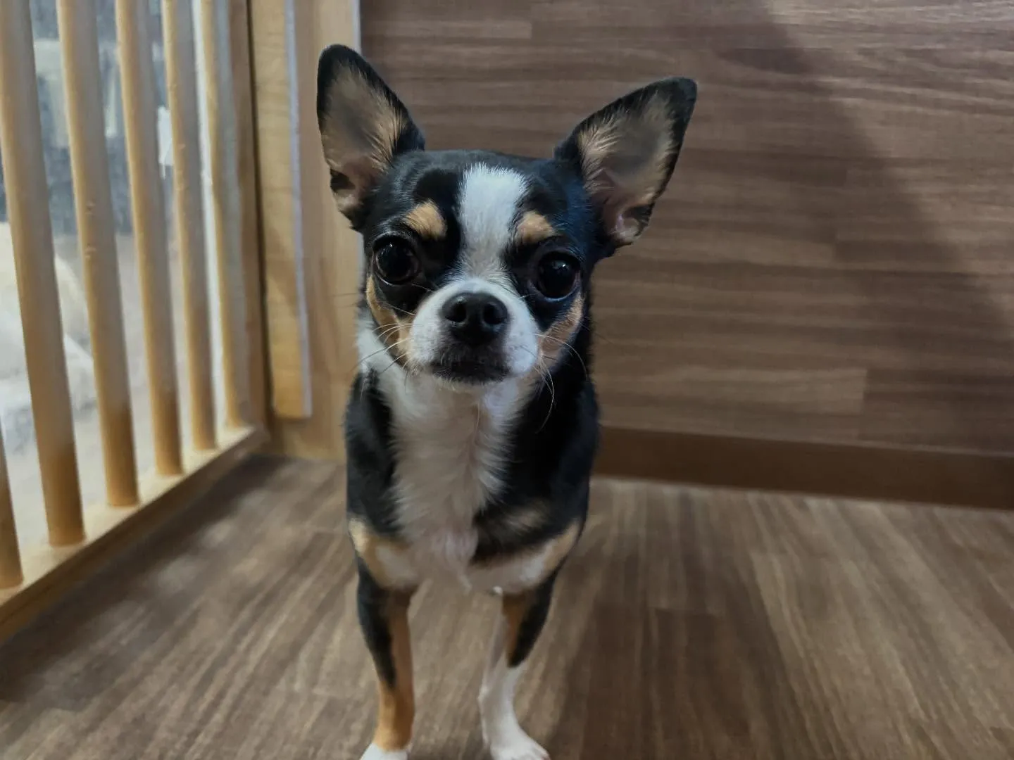 ☀️7月のオススメ商品☀️