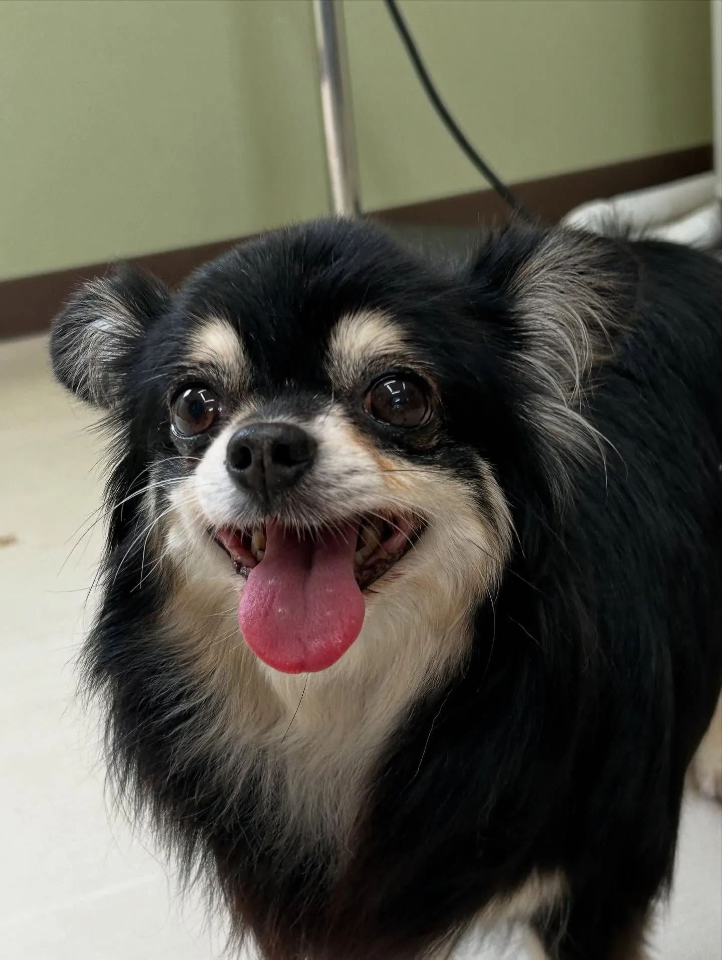 先月アップしきれなかったトリミングわんこたちです🎶