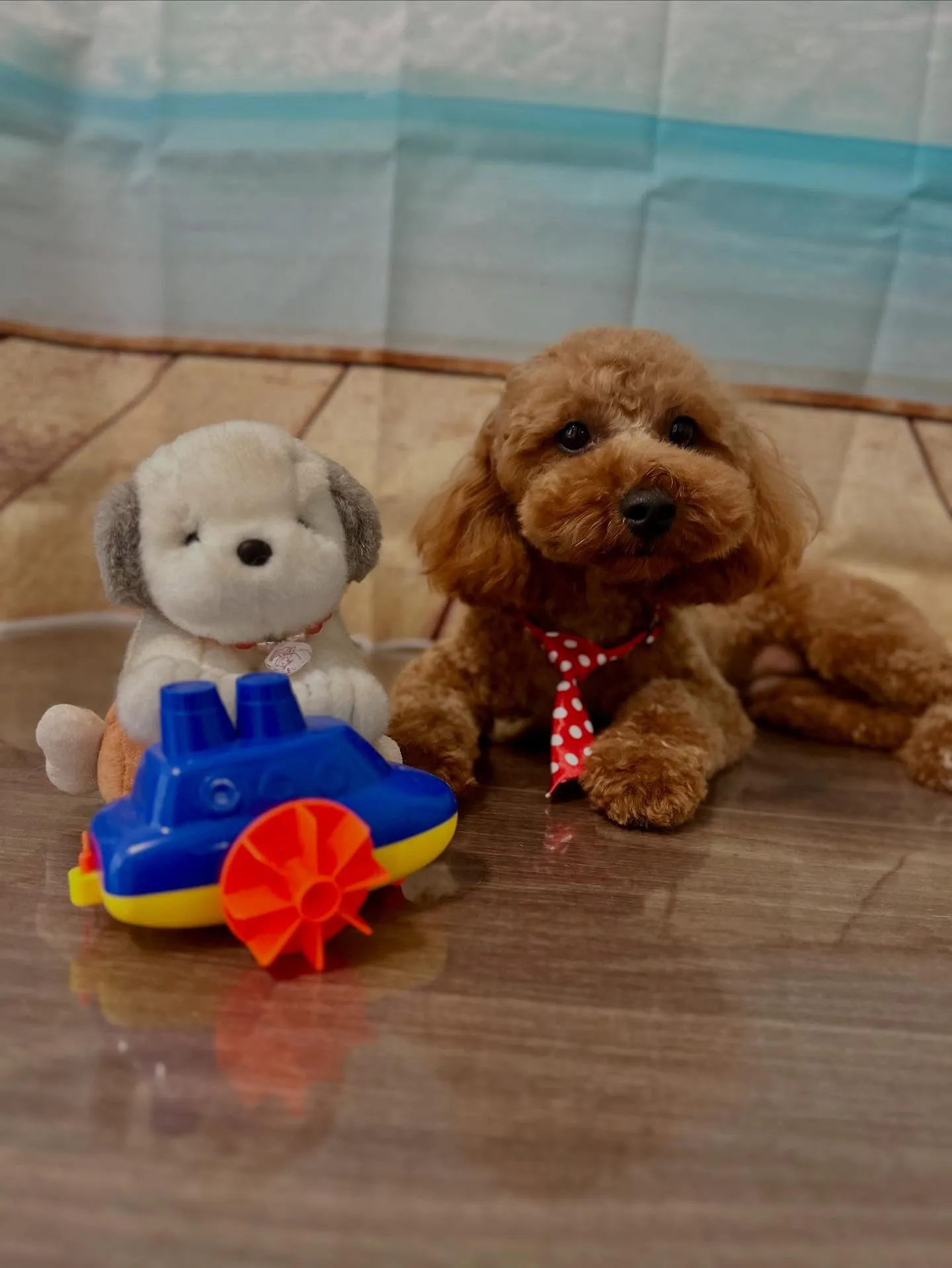 先月アップしきれなかったトリミングわんこたちです🎶