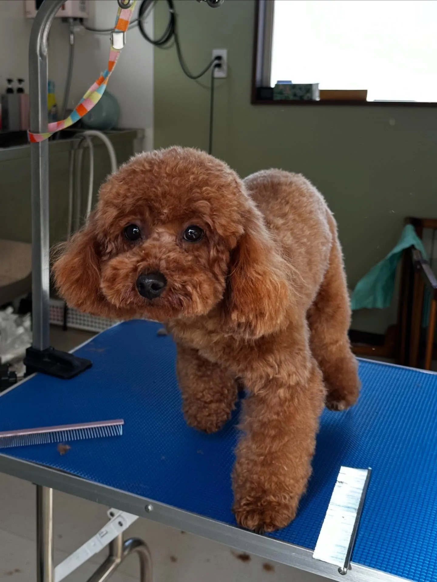 先月アップしきれなかったトリミングわんこたちです🎶