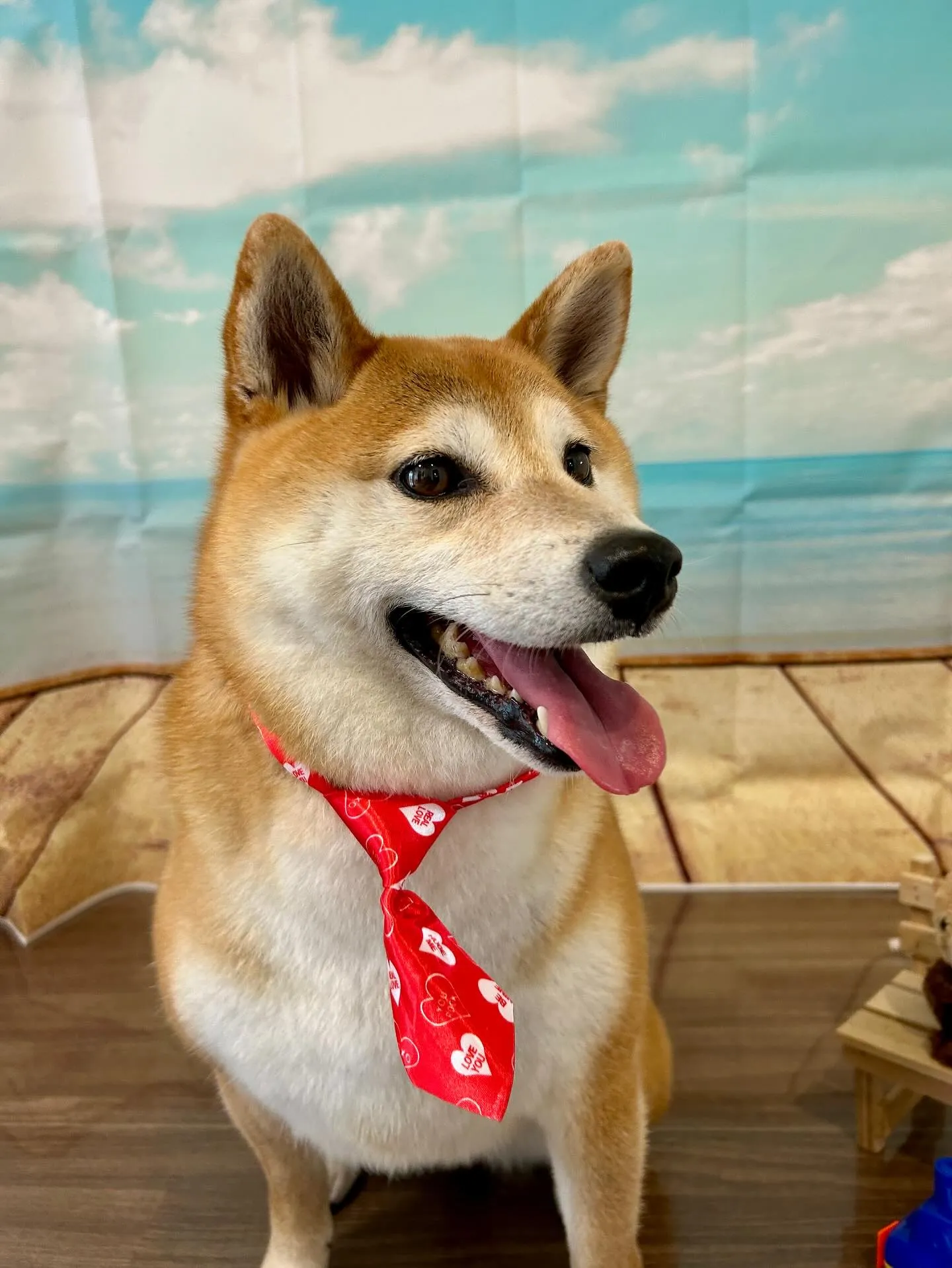 先月アップしきれなかったトリミングわんこたちです🎶