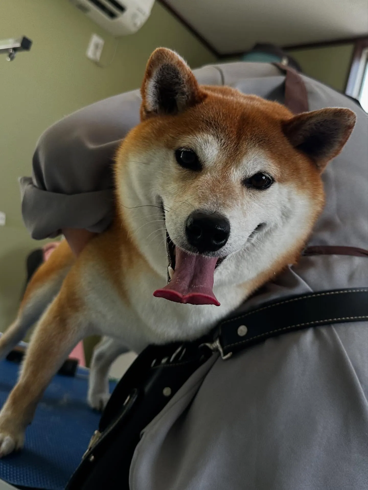 先月アップしきれなかったトリミングわんこたちです🎶