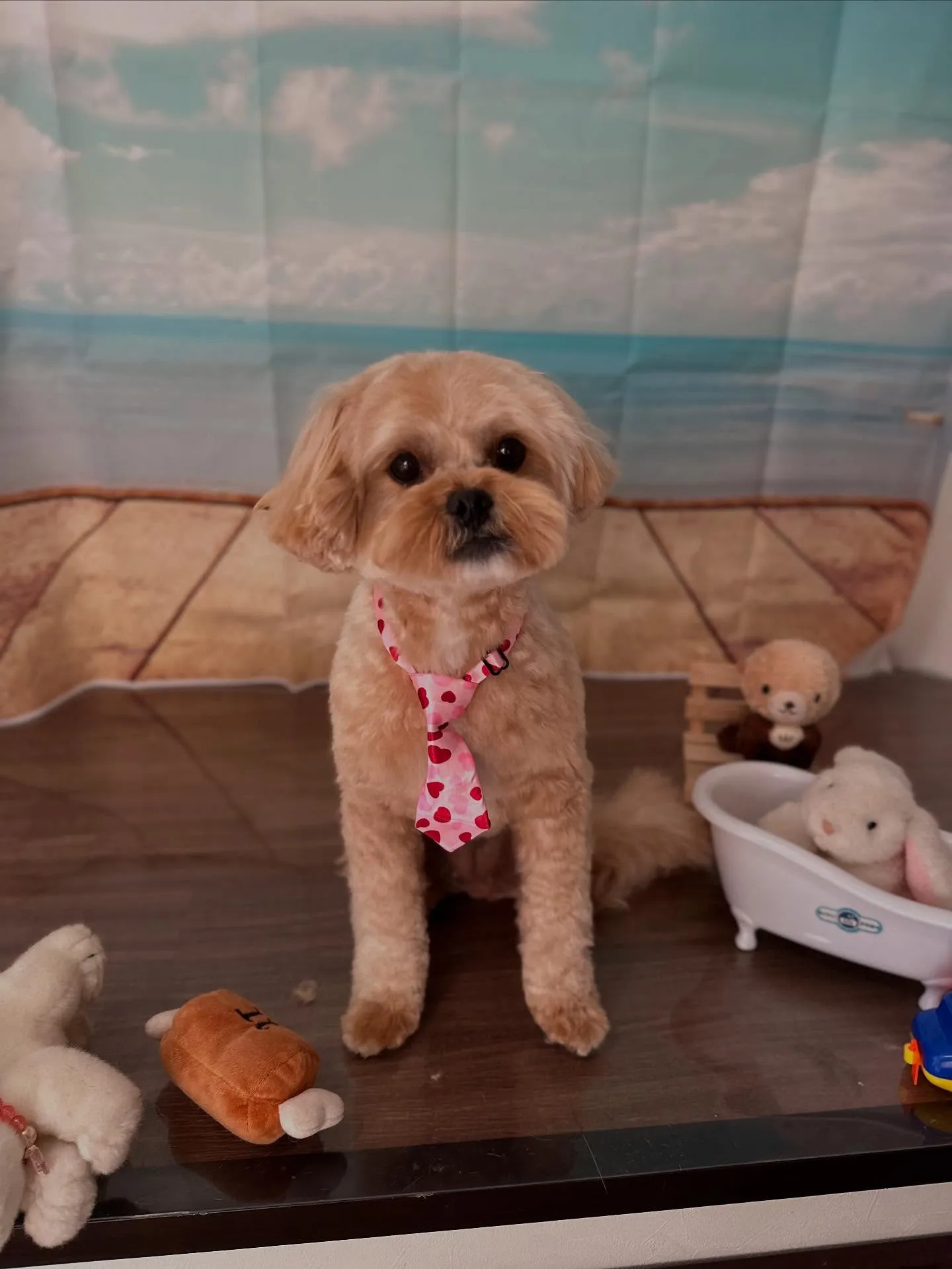 先月アップしきれなかったトリミングわんこたちです🎶